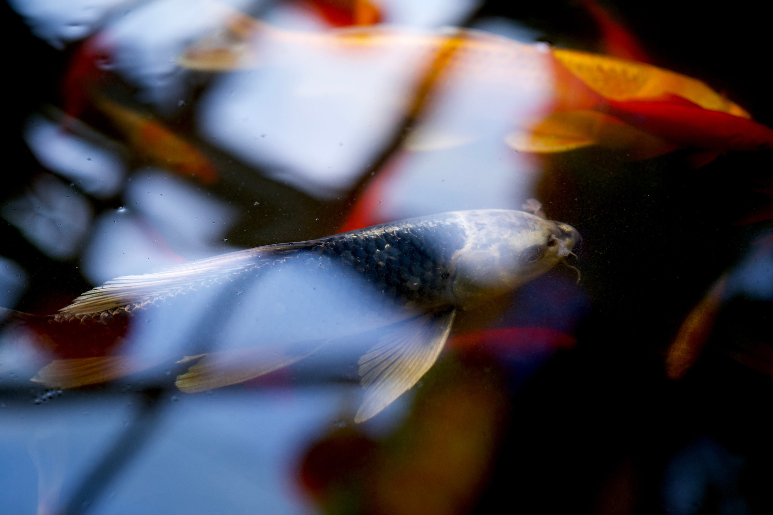 Аптекарский огород. Фотограф-любитель из Кирова Андрей Погребняк