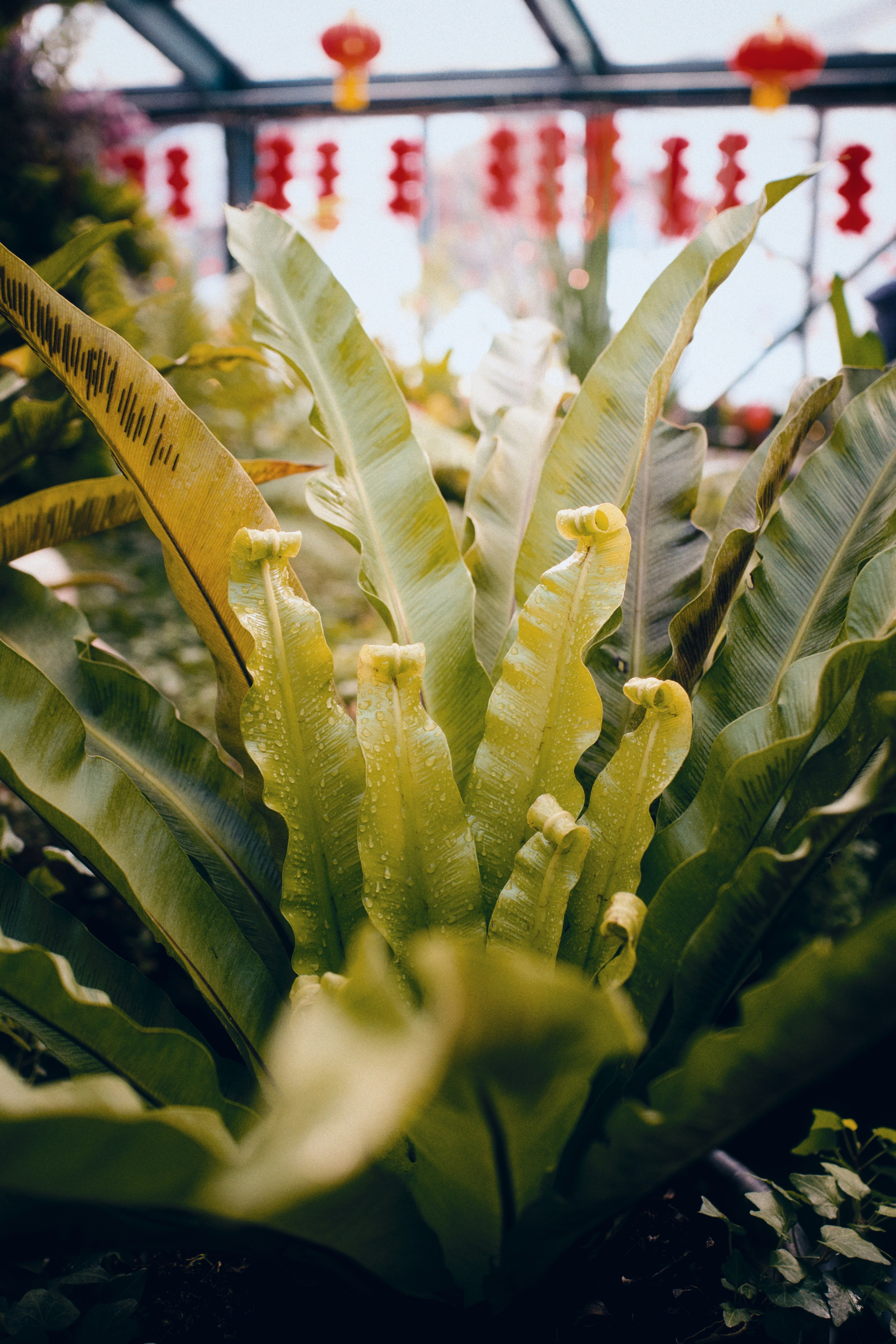 Аптекарский огород. Фотограф-любитель из Кирова Андрей Погребняк