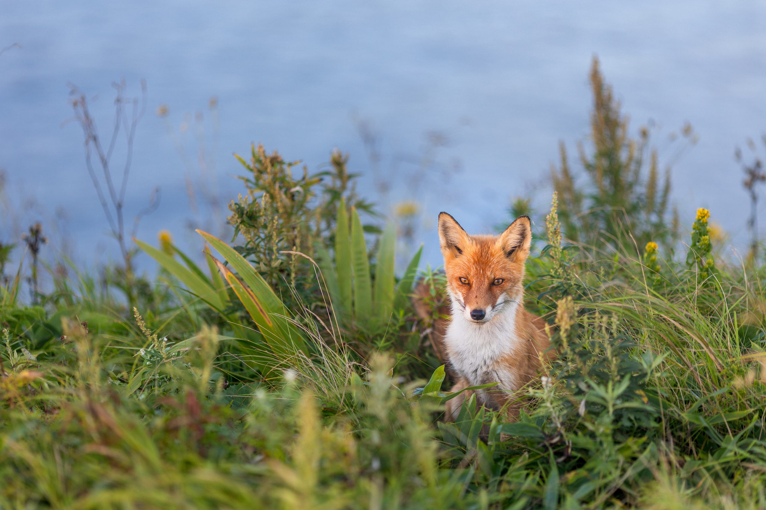 Шикотан. Тревел-фотограф Олег Гуров