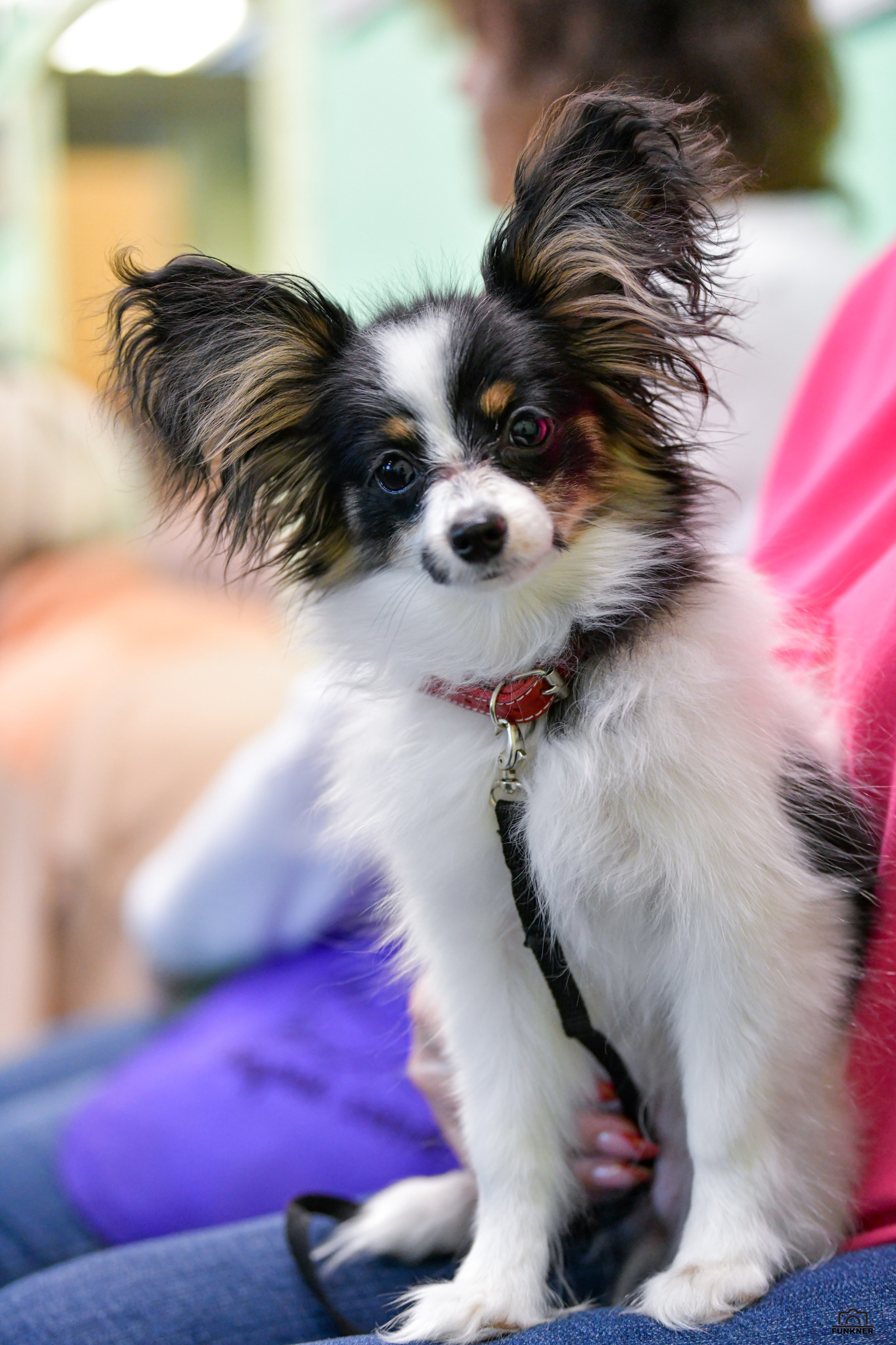 Кинологический клуб «Бодрый хвост». Свой взгляд через объектив