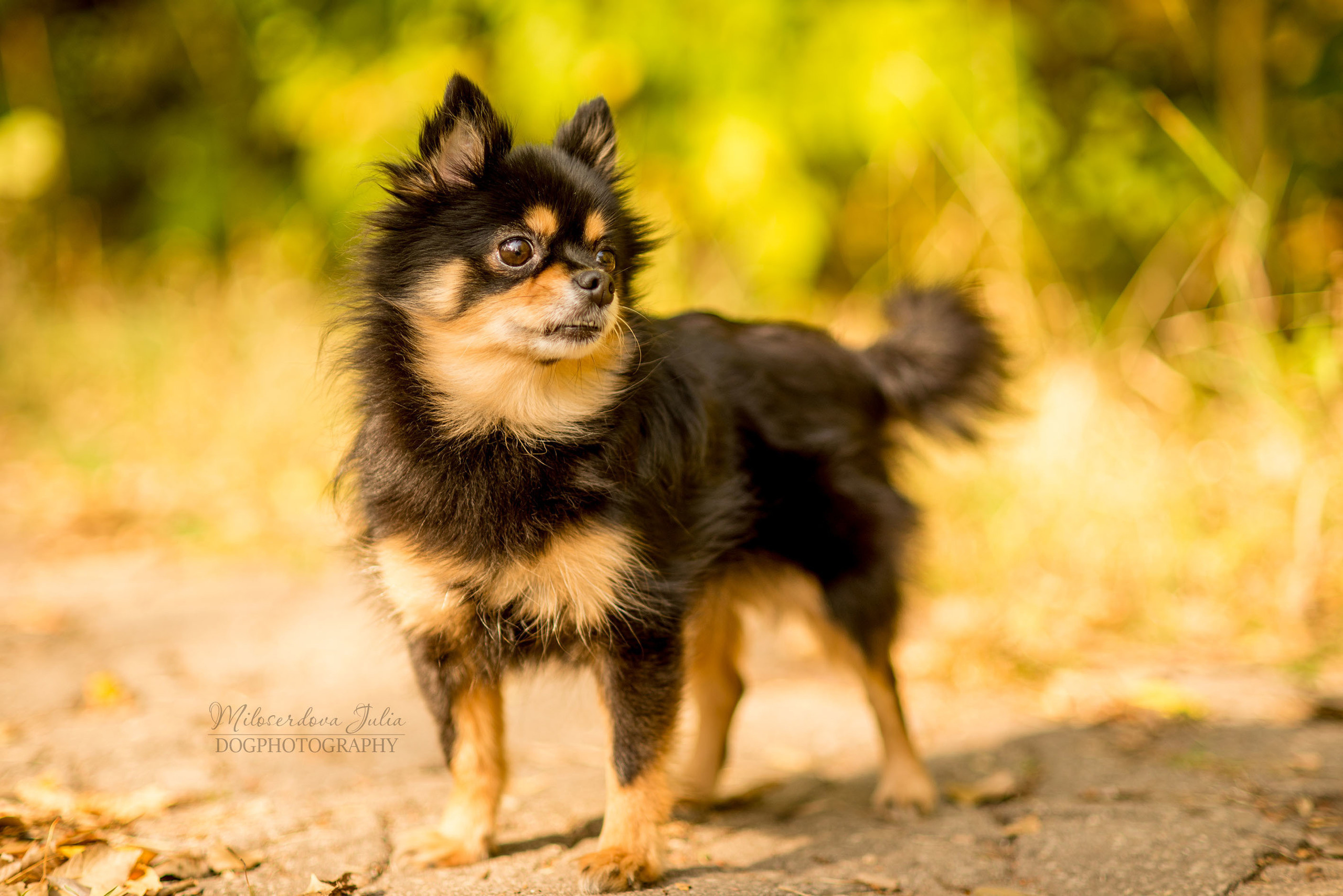 Фотосъёмка домашних животных. Фотограф Юлия Милосердова