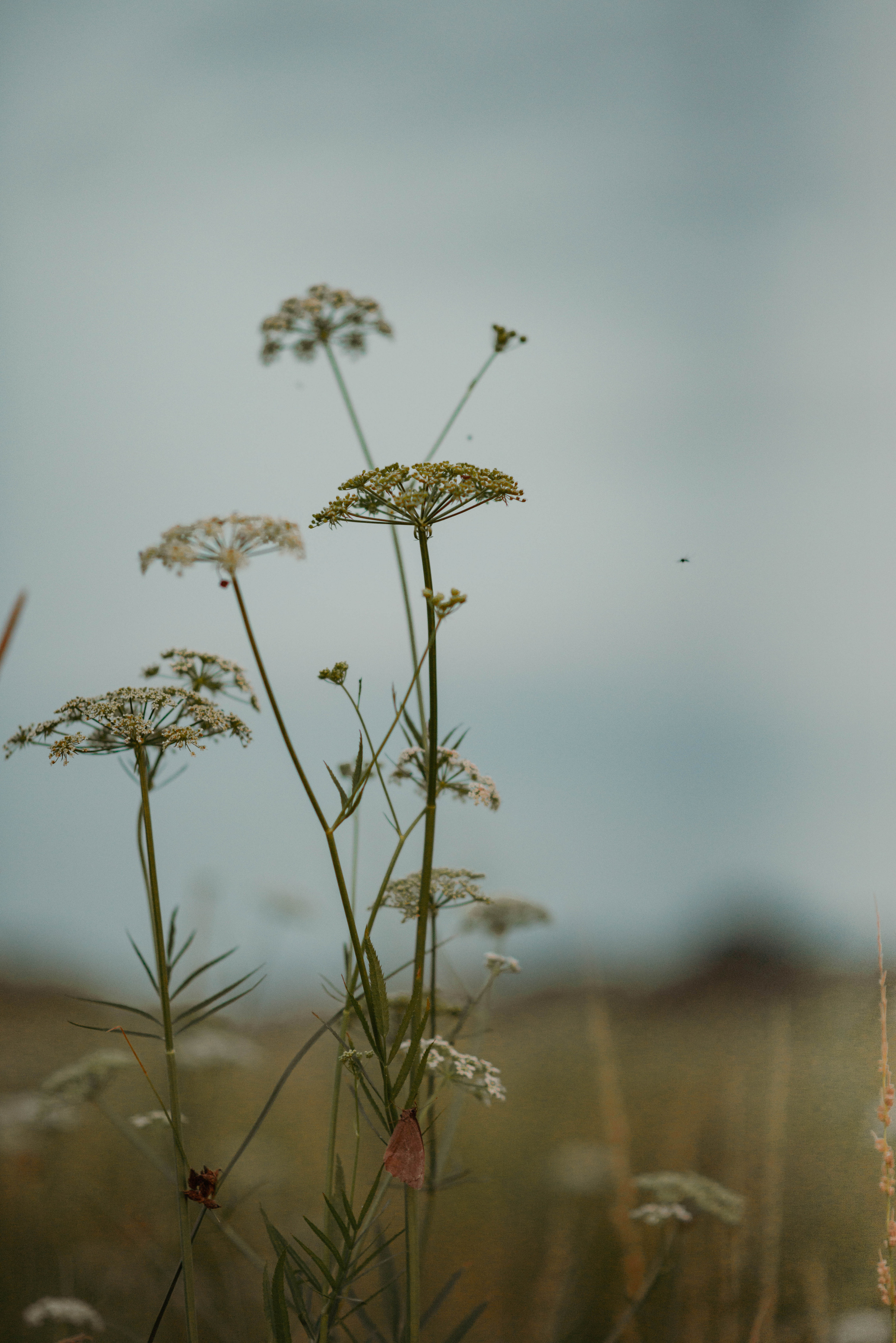 Девушка и её верный конь. Семейный и свадебный фотограф в Абакане Юлия Су