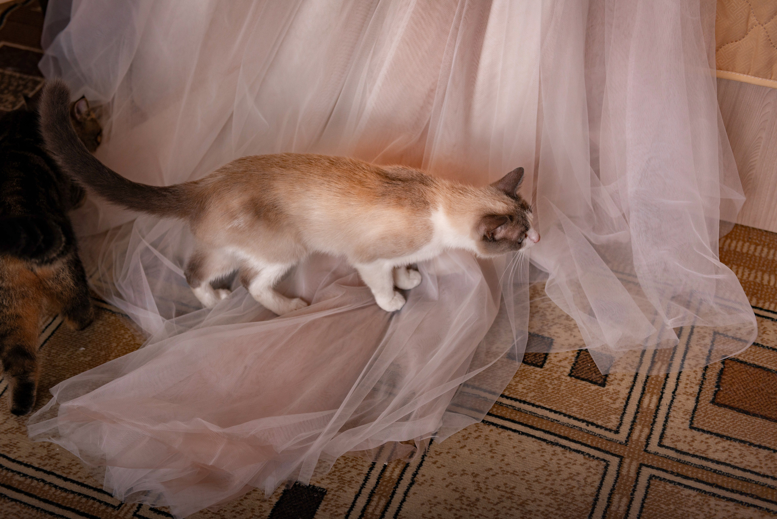 Утро невесты_ Кристина. Семейный и свадебный фотограф в Абакане Юлия Су