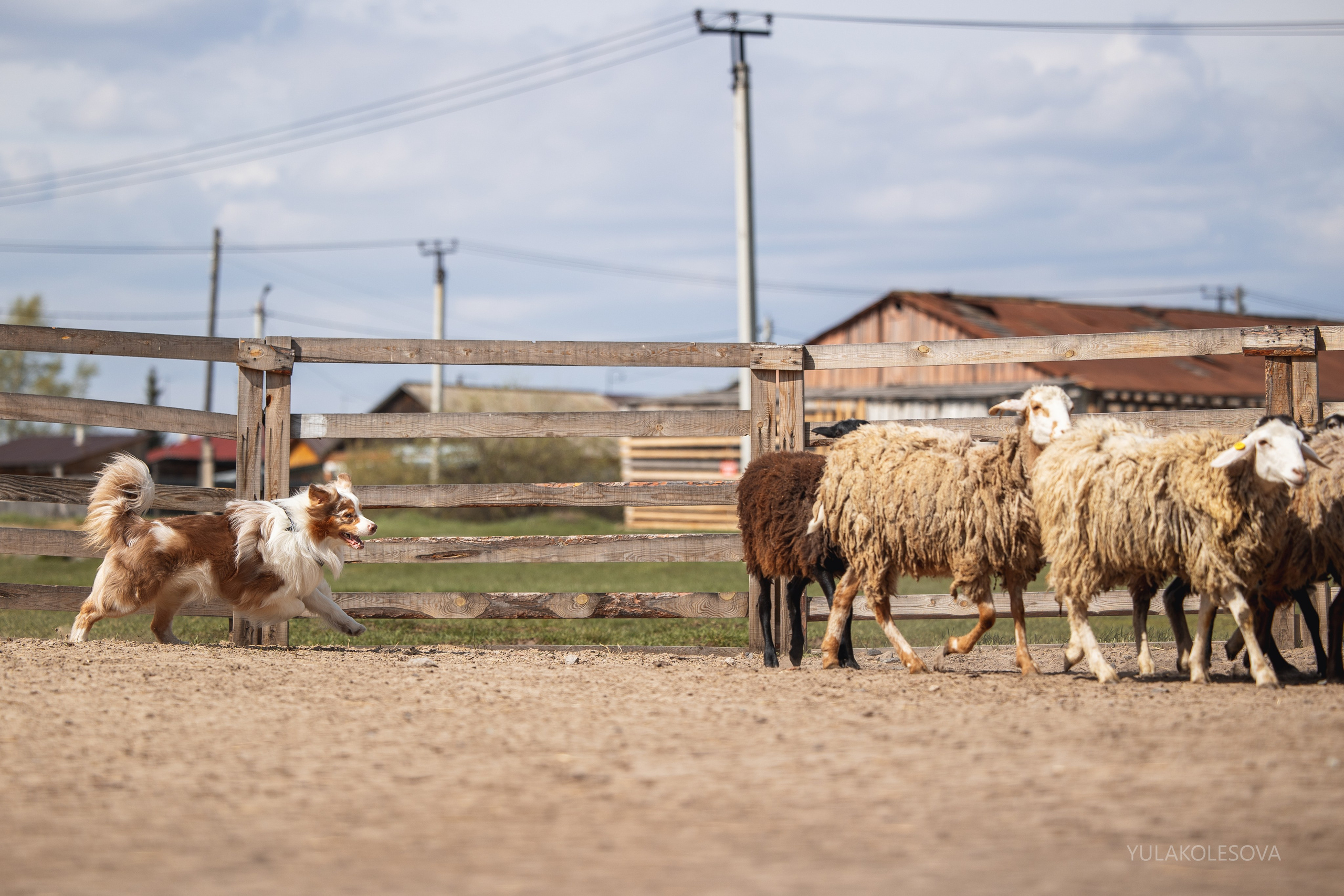 Аусси день 15.05.2024. YULA KOLESOVA | Фотограф — Анималист | Художник | Тюмень