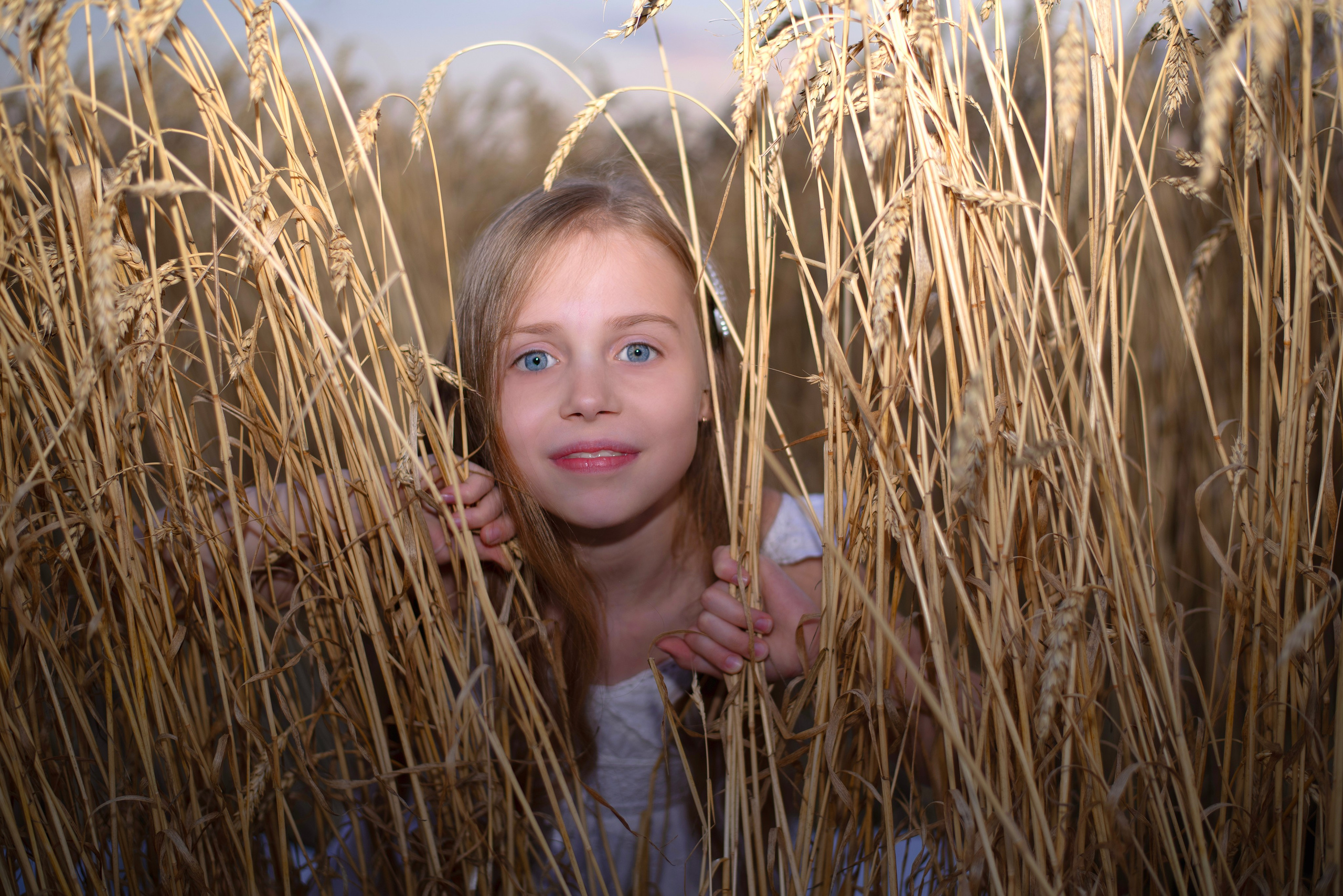 Пшеница. Главная