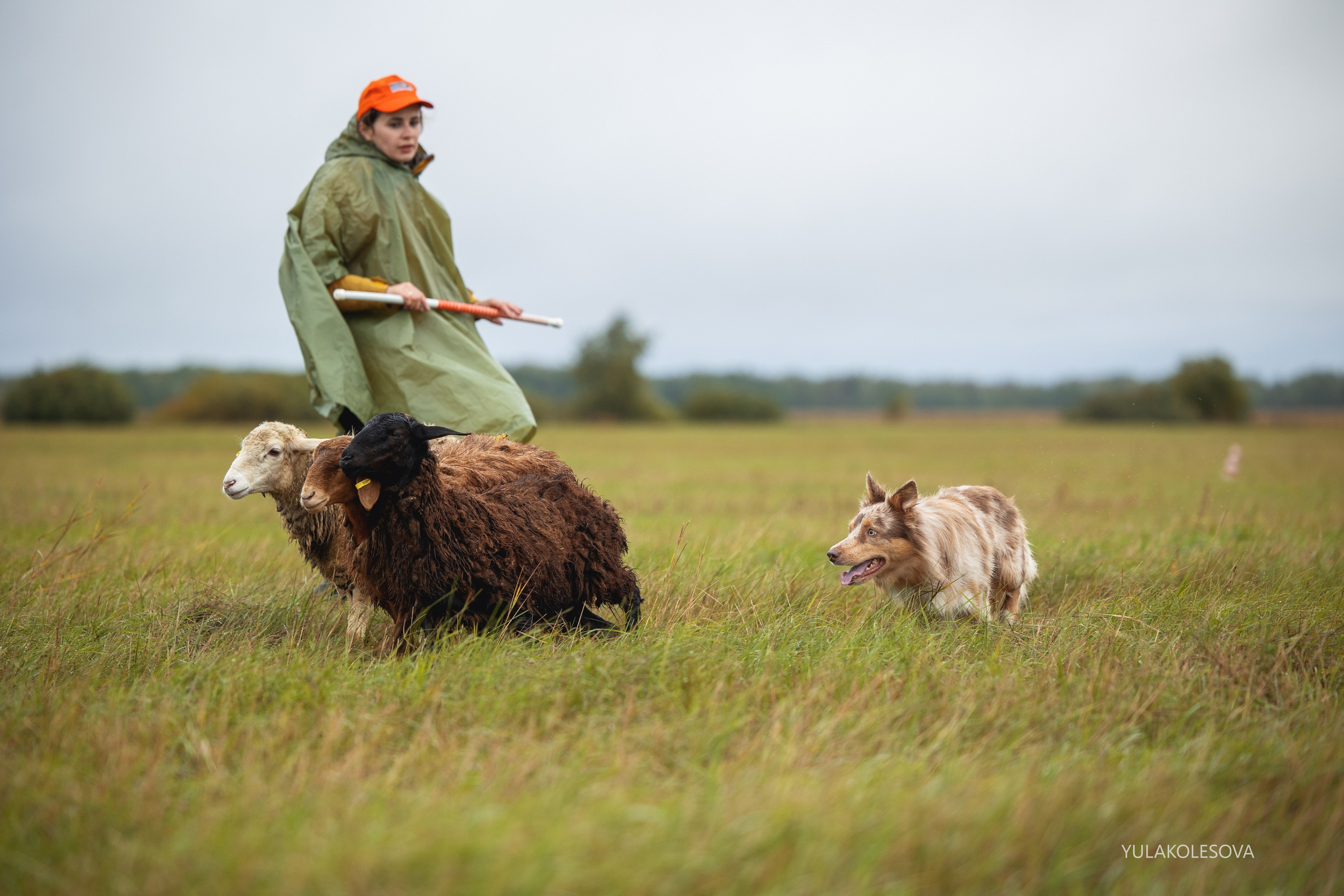 Пастуший интенсив, сентябрь 2024. YULA KOLESOVA | Фотограф — Анималист | Художник | Тюмень