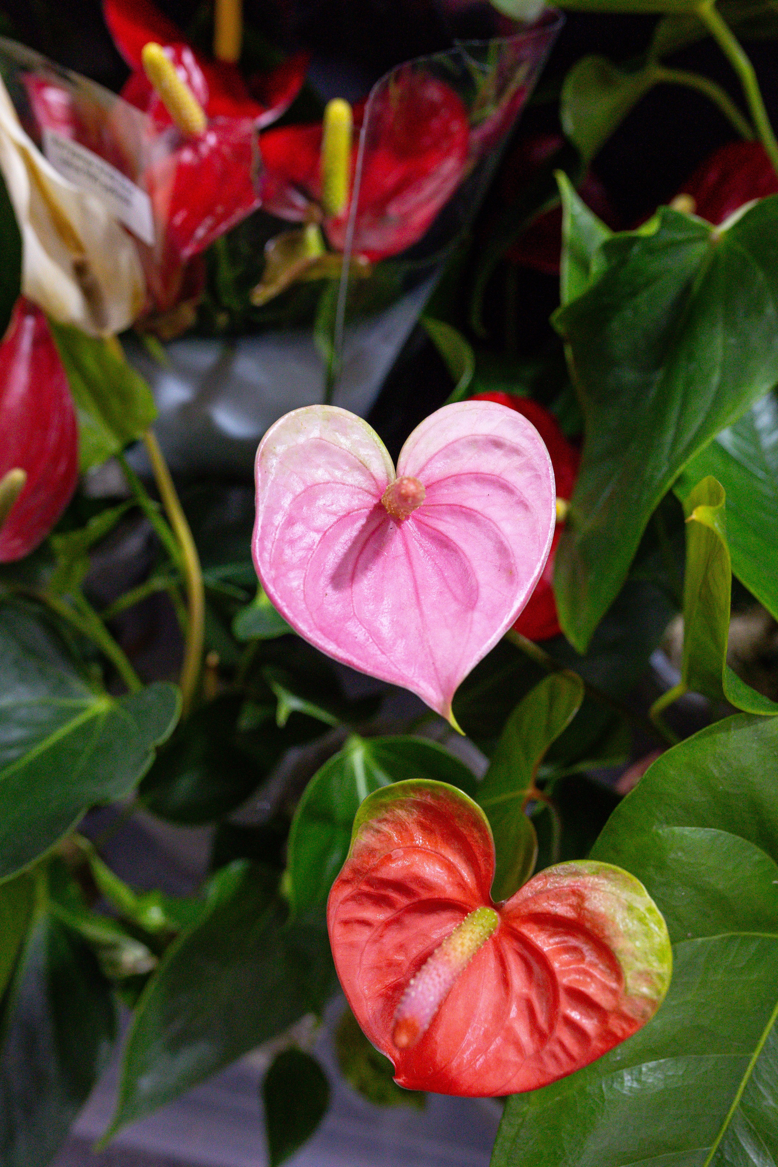 Монстериум 11–12 октября. Александра Куликова фотограф, Москва