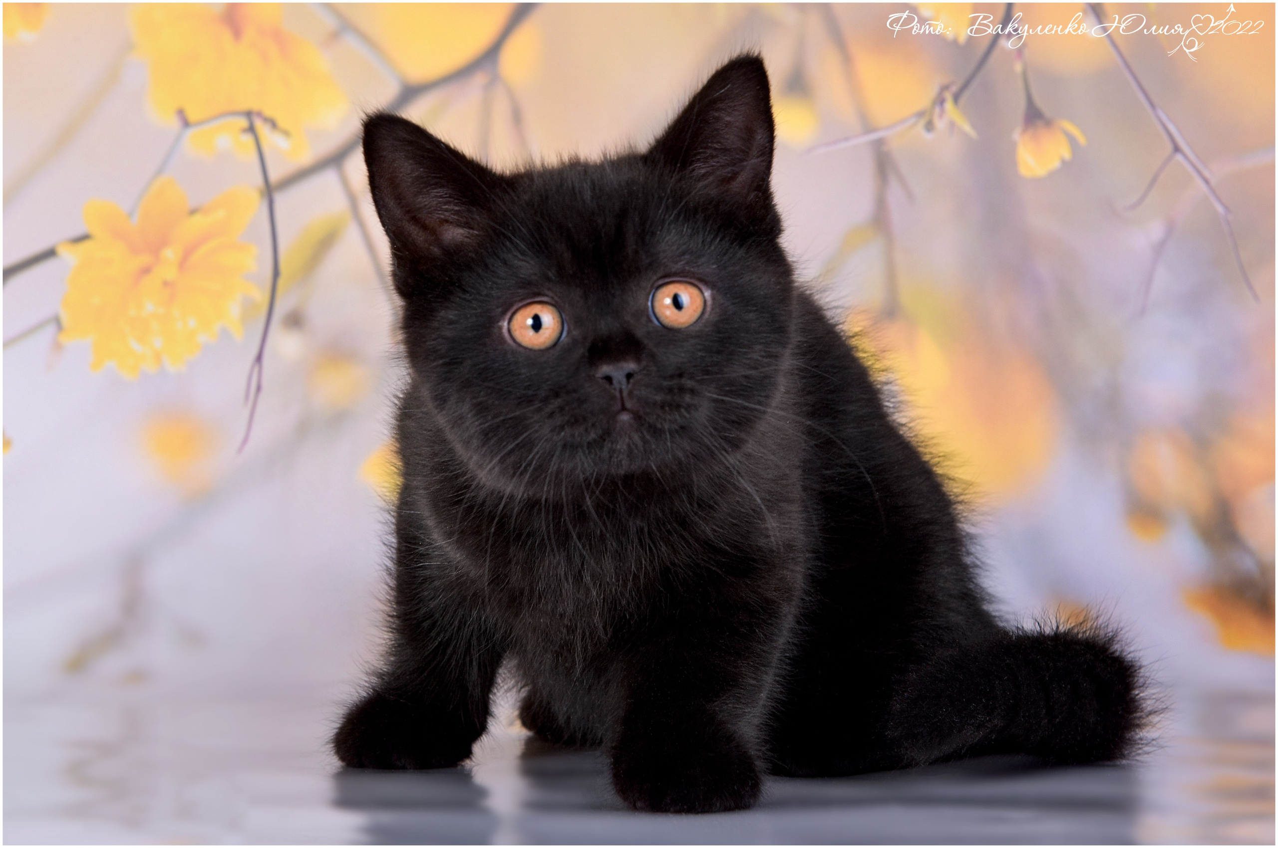 Котята. Фотограф анималист | семейный Юлия Вакуленко, г. Краснодар