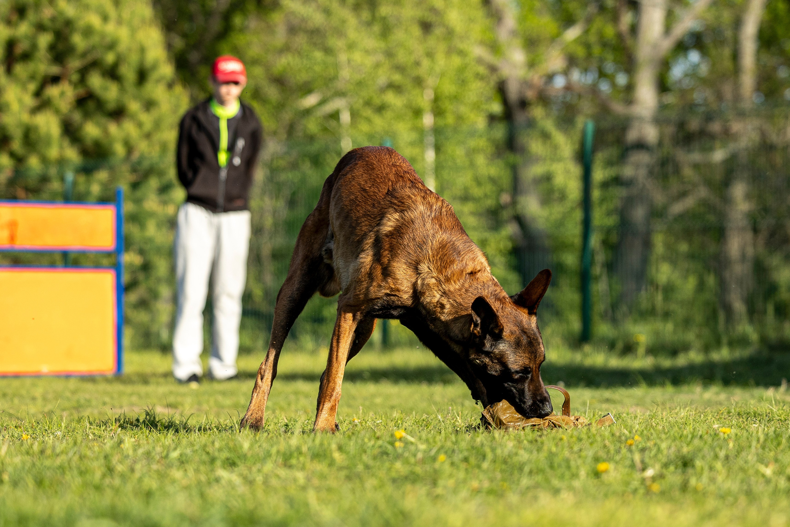 Испытания по мондьорингу в Нижнем Новгороде. Фотограф-анималист Анна Маринич