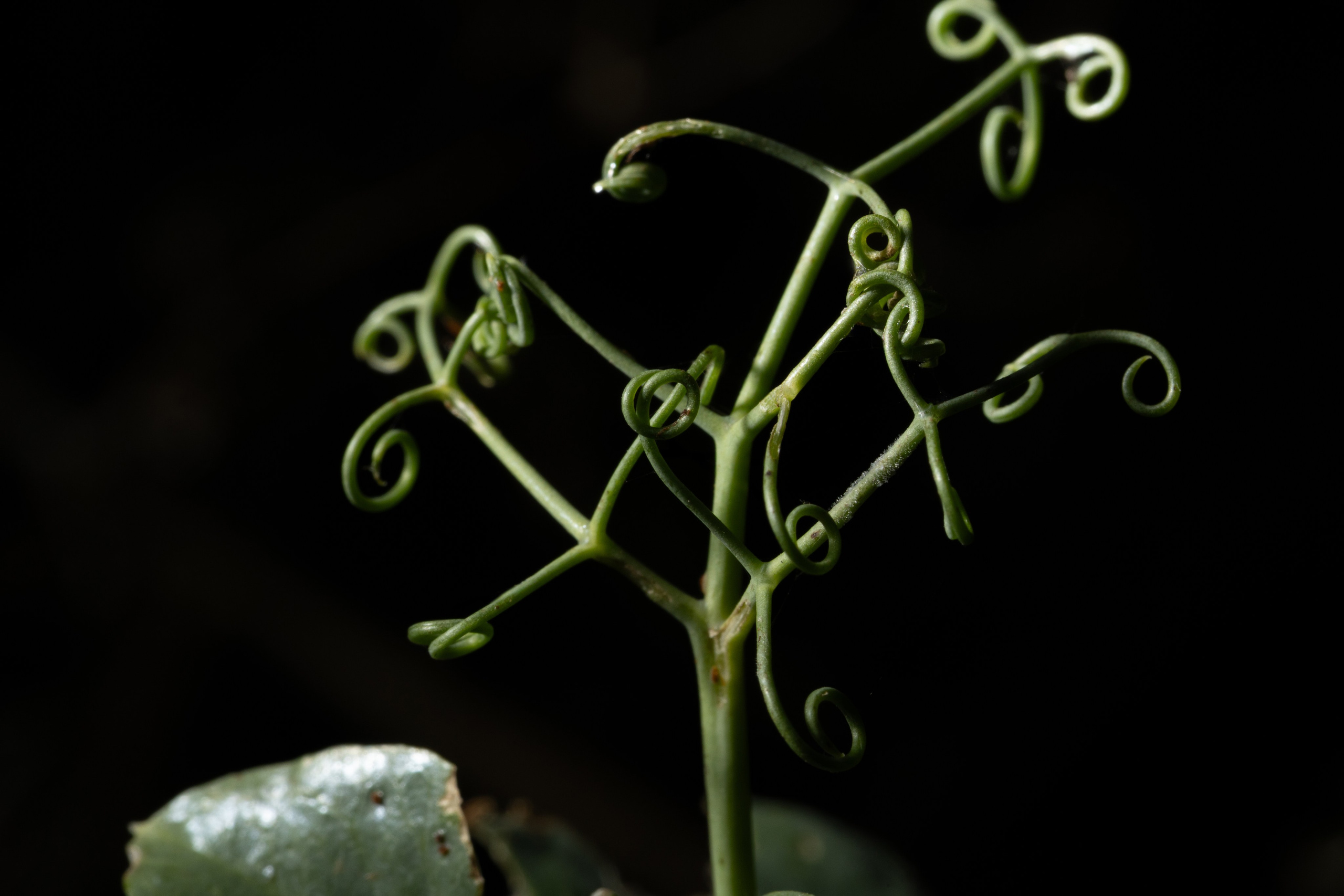 Макро. Фотограф Виктор Степанов