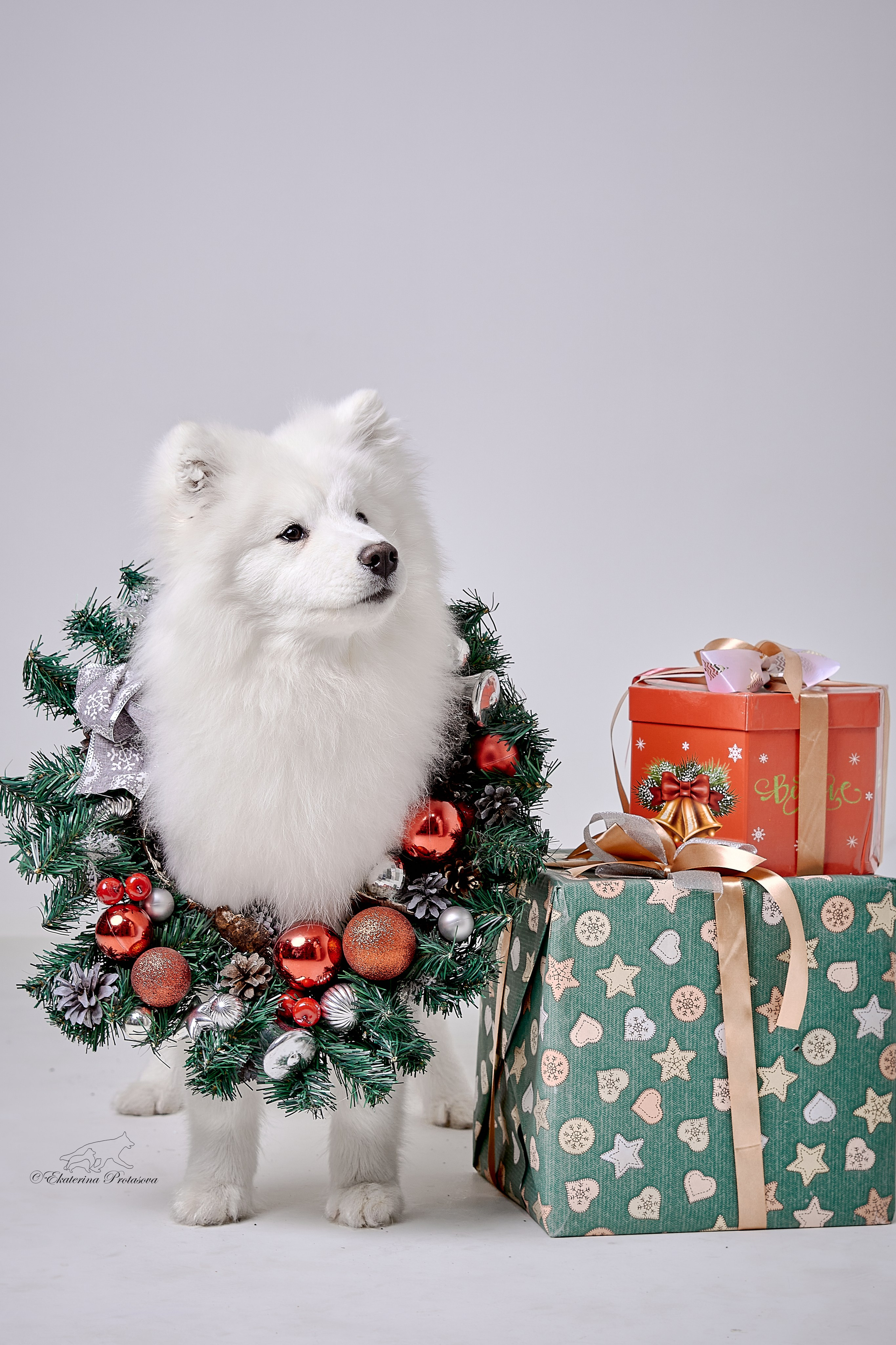 Новогоднее. Фотограф-анималист в Иркутске