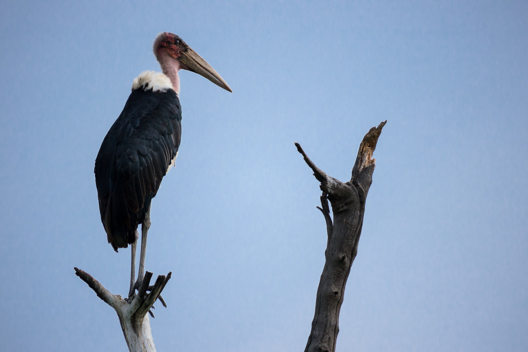 Африка. Кения. Фотосъёмка животных в африканской саванне. Фотограф Алексей Скоробогатько