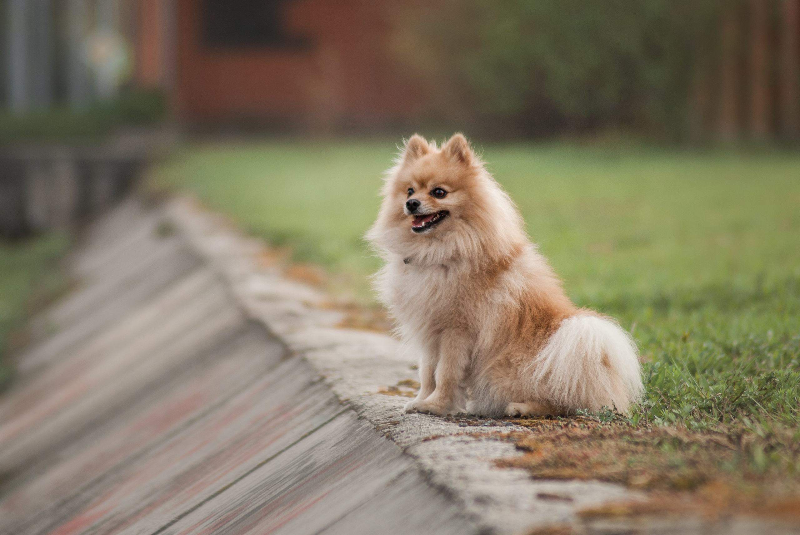 Цефей. Фотограф в Тюмени Лизавета Сапицкая