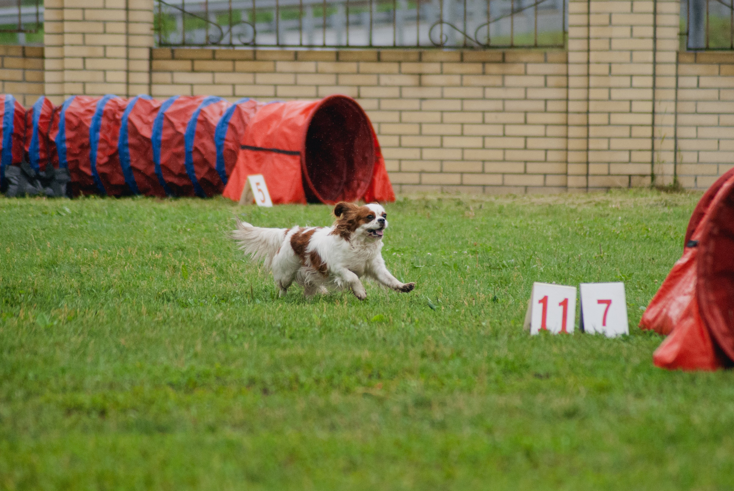 Аджилити. Фотограф в Тюмени Лизавета Сапицкая