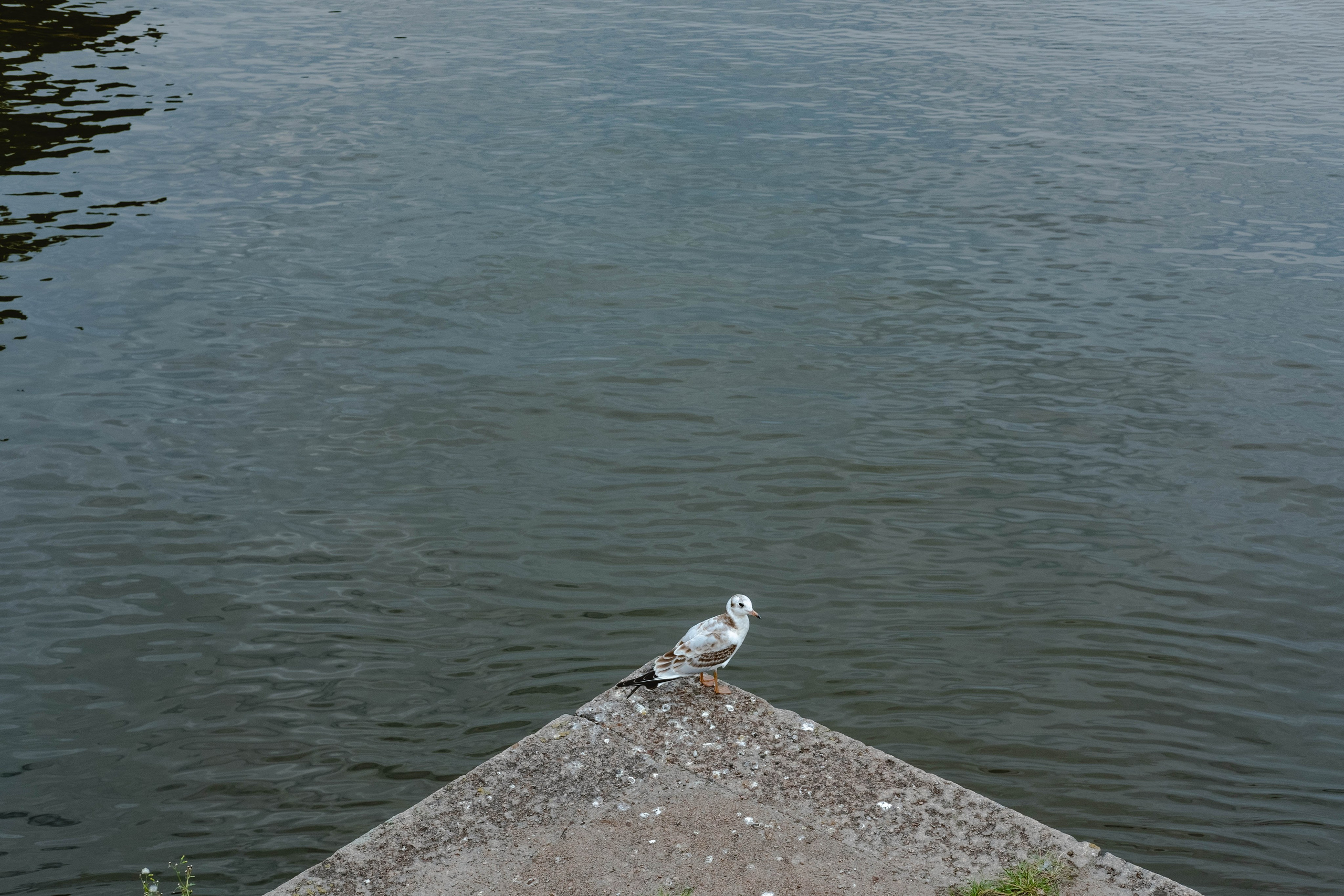 Выборг. Свадебный и семейный фотограф в Новосибирске, Санкт-Петербурге, Москве