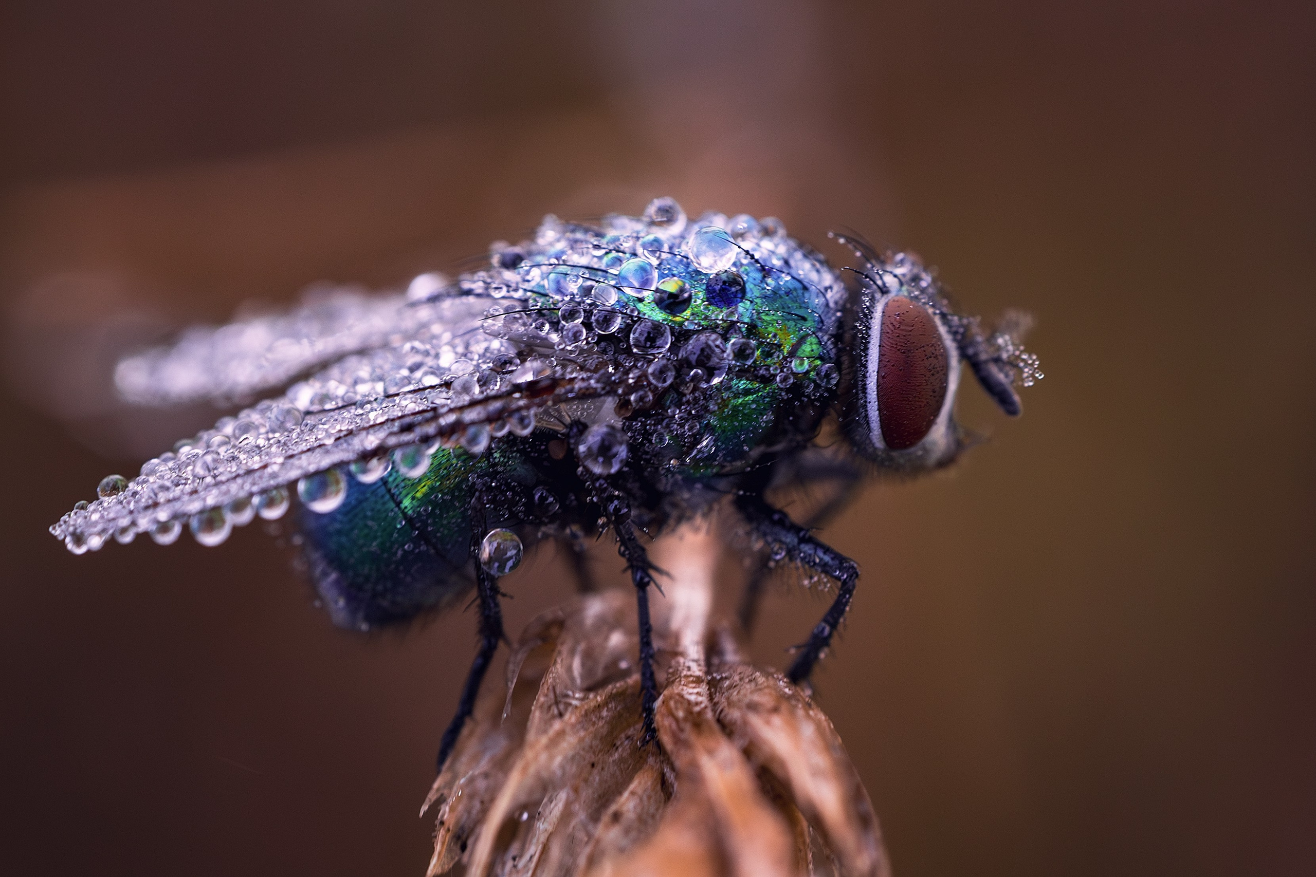 Макрофото. Николай Брытков — фотограф в Туле