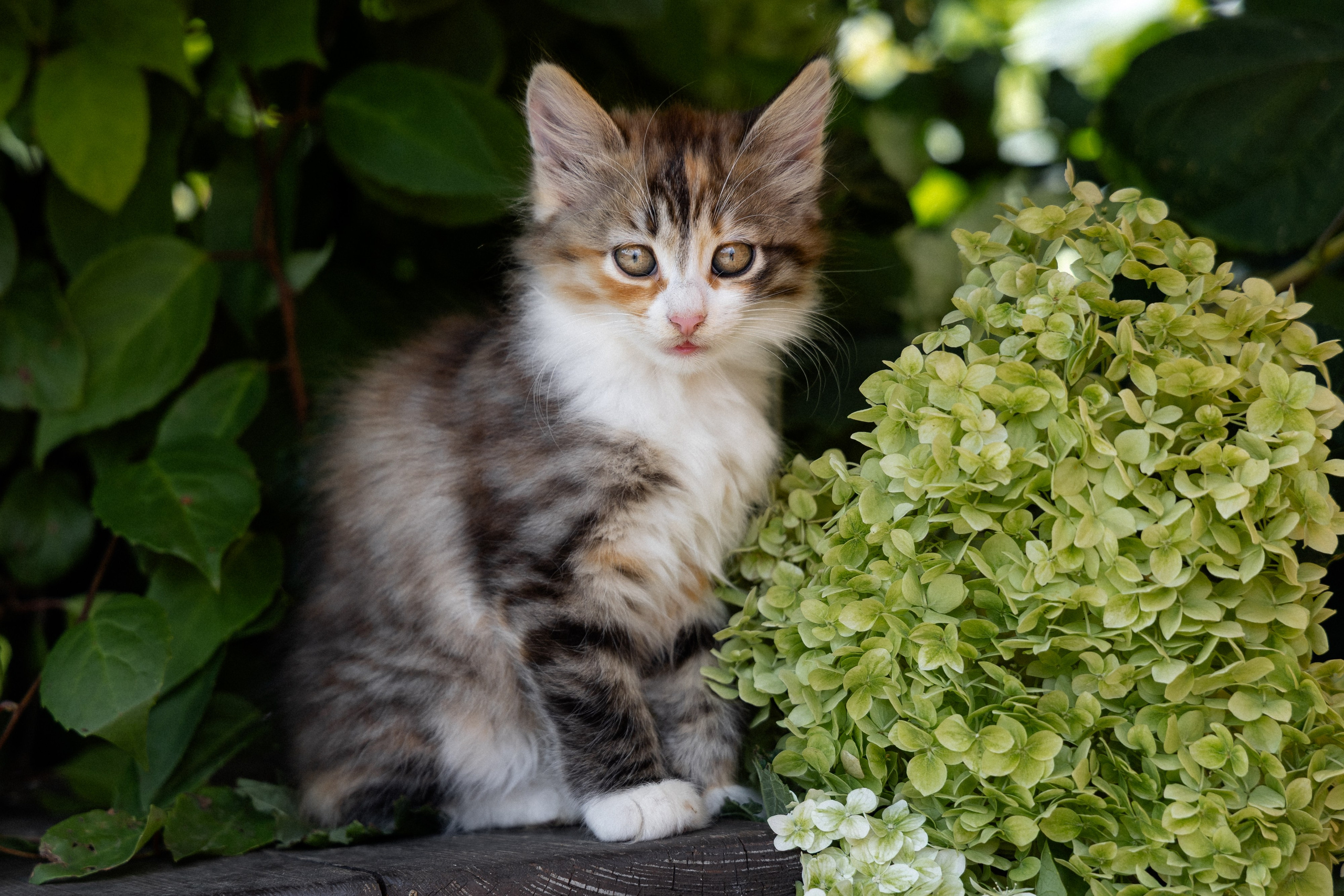 Свадебная фотосессия в агроусадьбе Лабодянка в Минске. Свадебный фотограф в Минске/Беларуси Сергей Спиридонов
