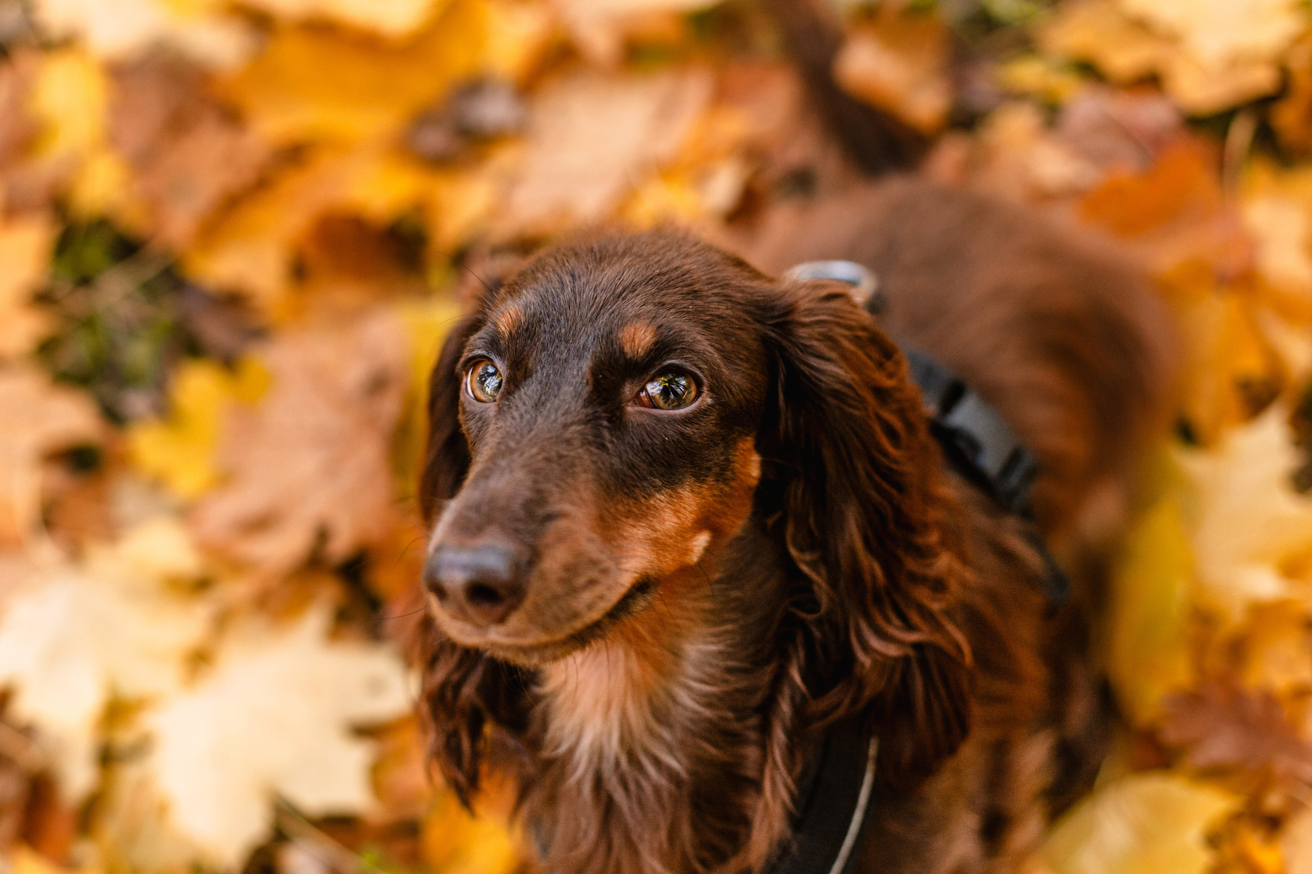 Света, Хайди, Богдана. Фотограф-анималист Татьяна Степанова