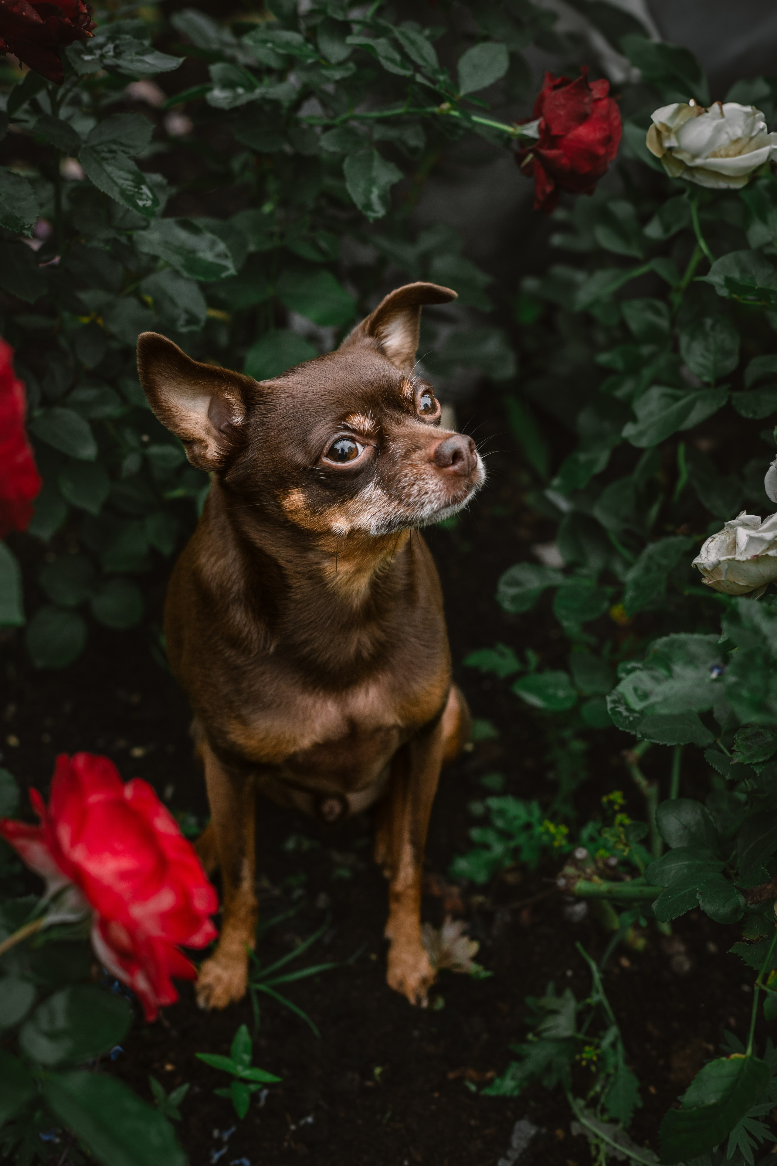 Юля и Леонид. Фотограф-анималист Татьяна Степанова
