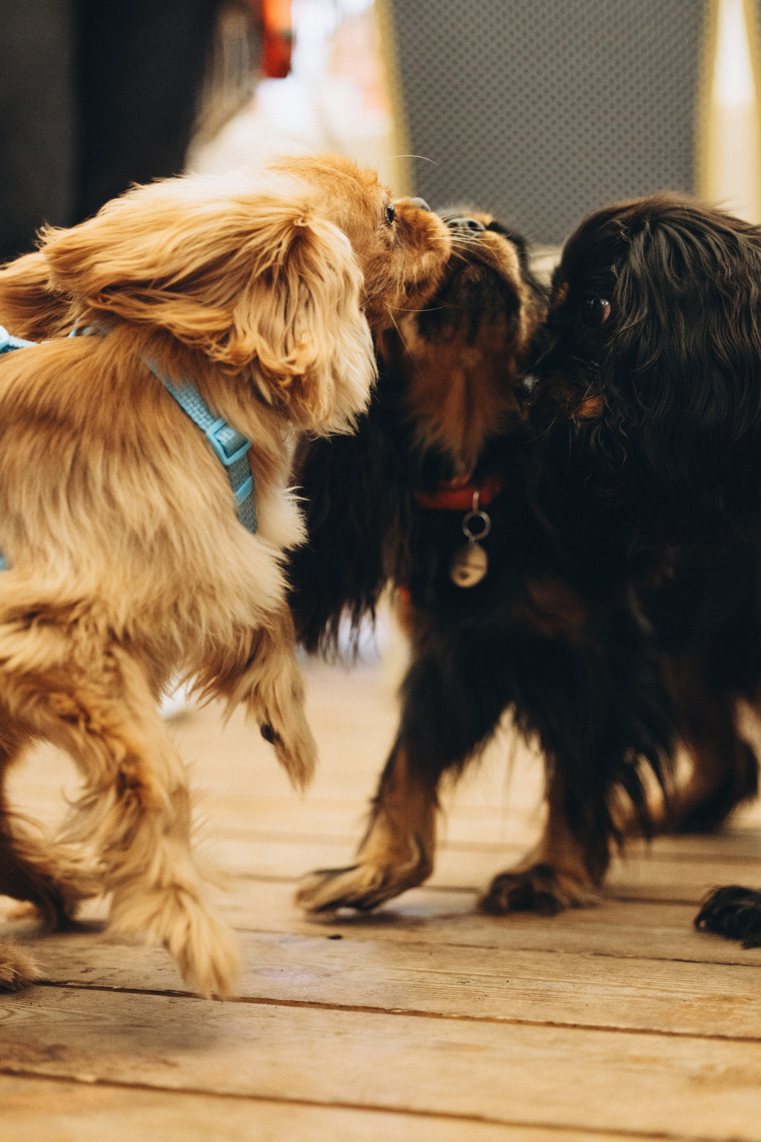 Встреча ККЧС. Фотограф анималист Осипчикова Мария