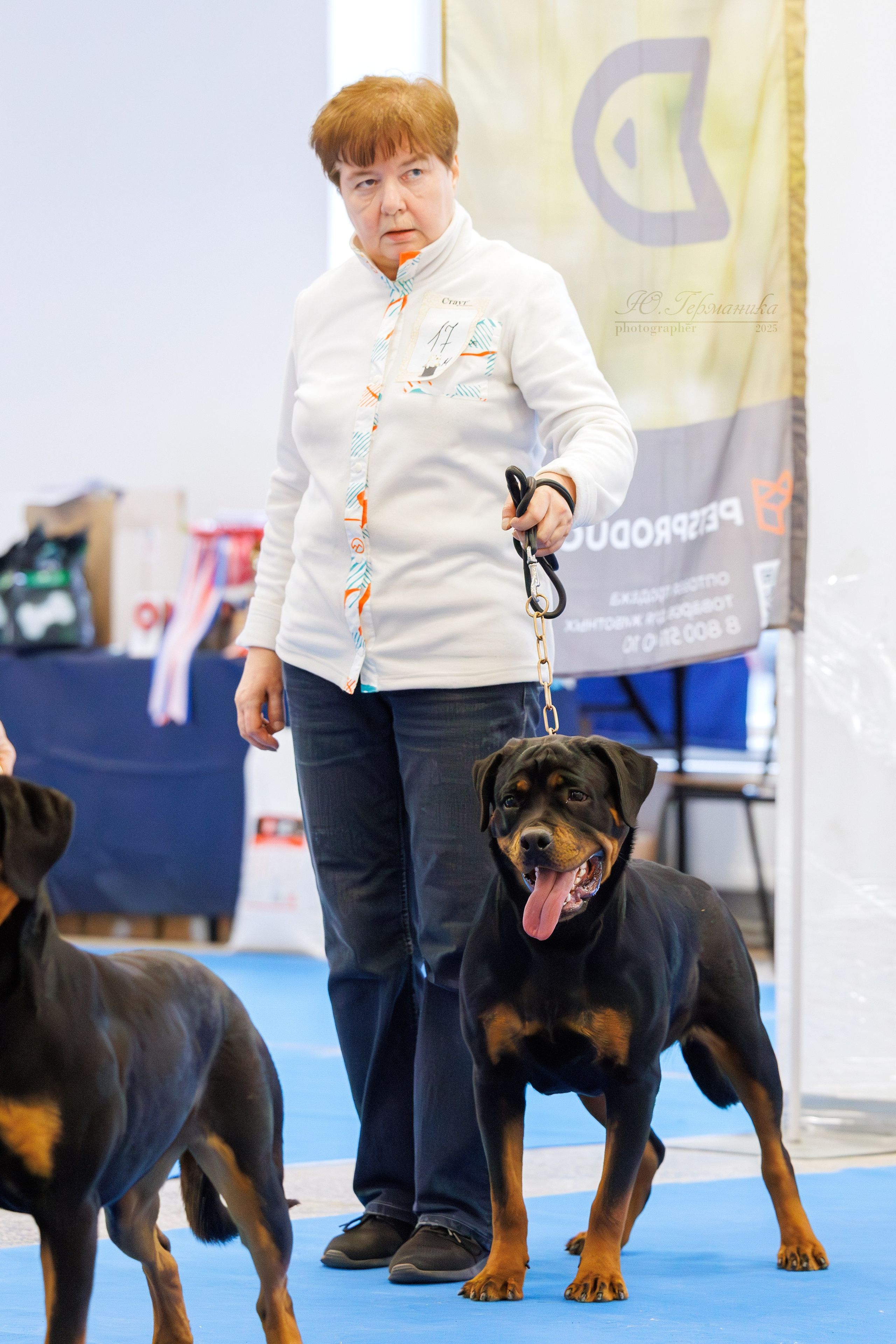Питер ротвейлеры 18.01,Крокус 19.01.2025. Фотограф-анималист Юлия Германика