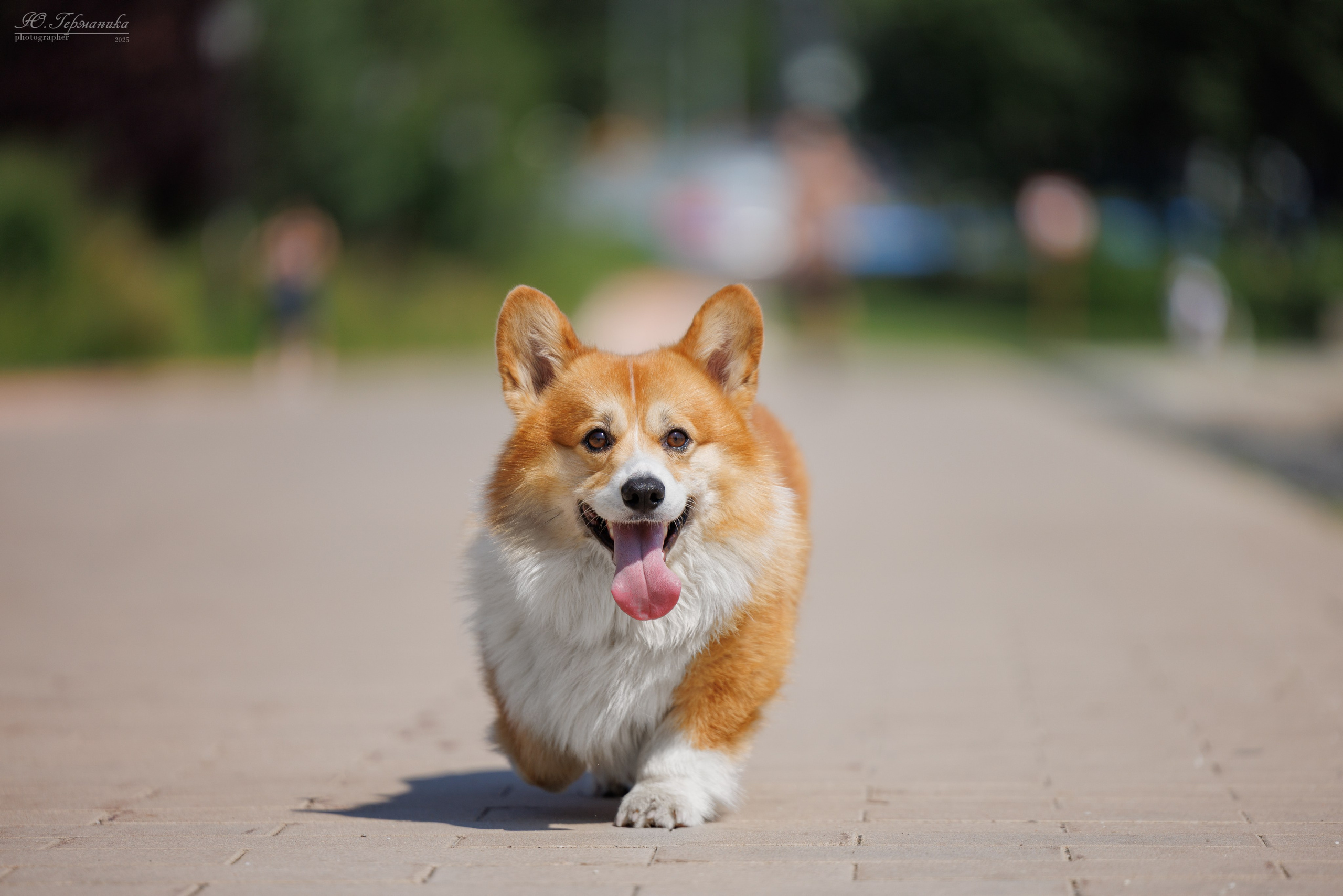 Фотосет Бригада УХ)). Фотограф-анималист Юлия Германика