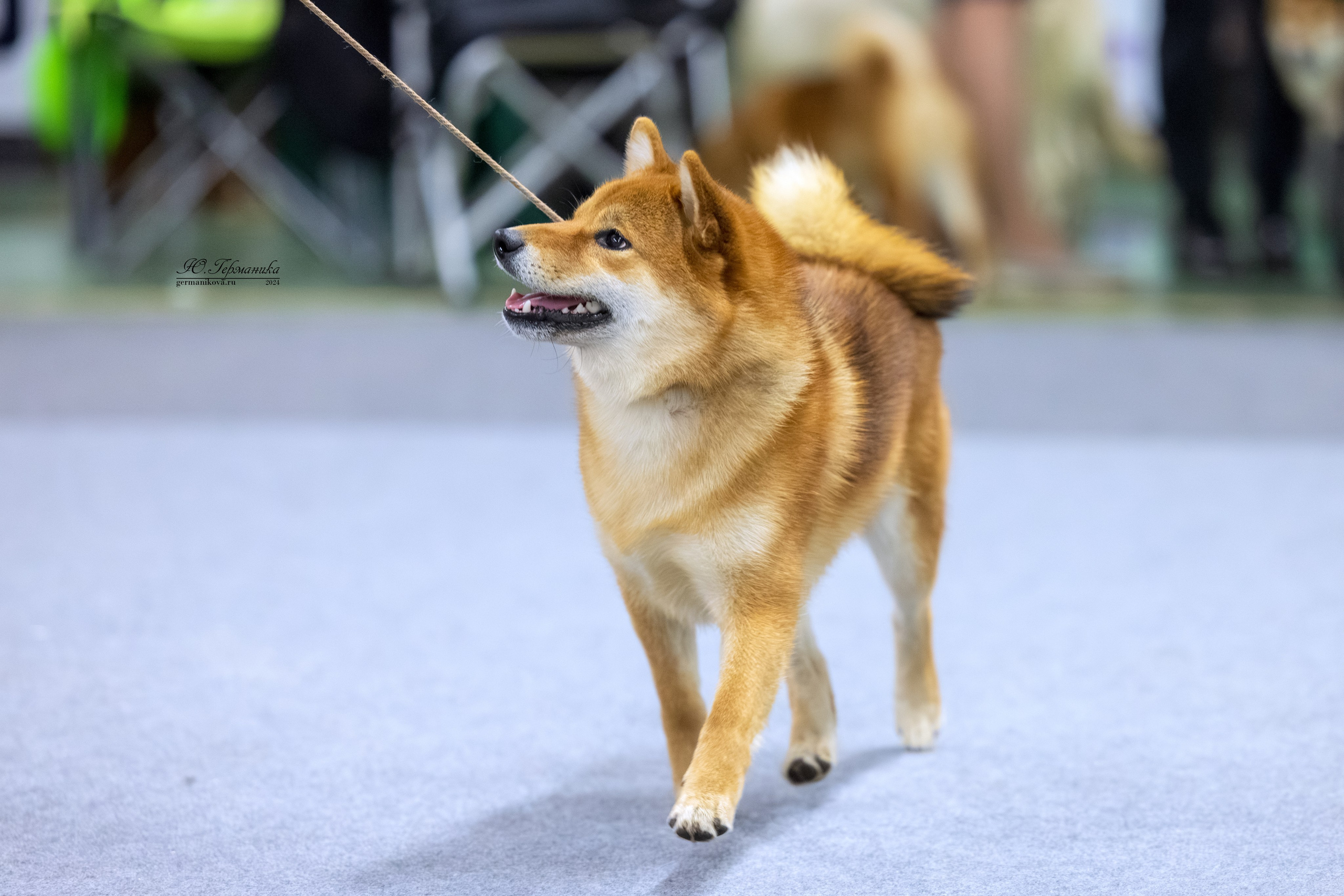 Сфера 08 и 10.03.2024 2хмоно ротвейлеров+2хмоно сао. Фотограф-анималист Юлия Германика