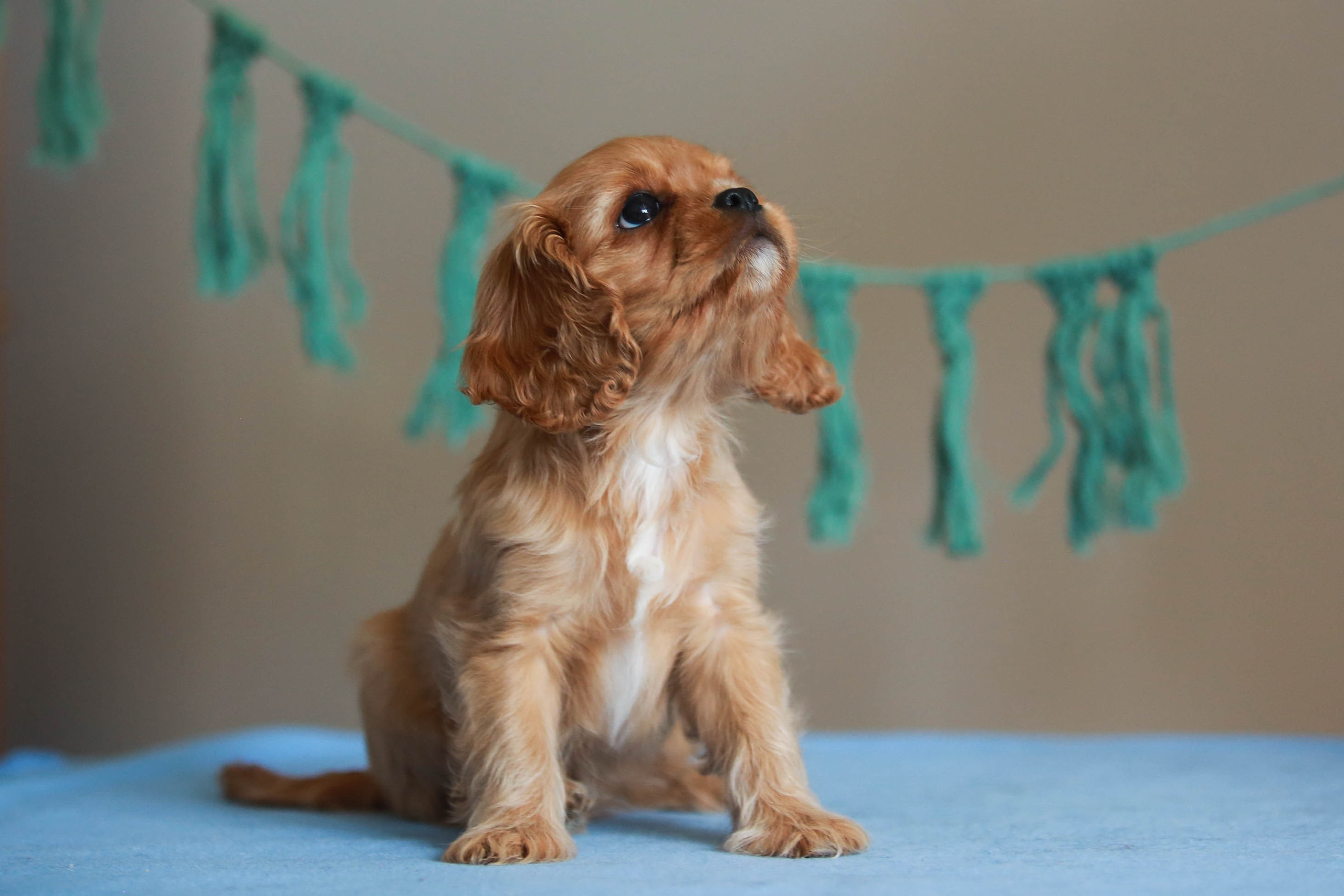 Щенки. Семейный и детский фотограф в Москве Мария Быкова