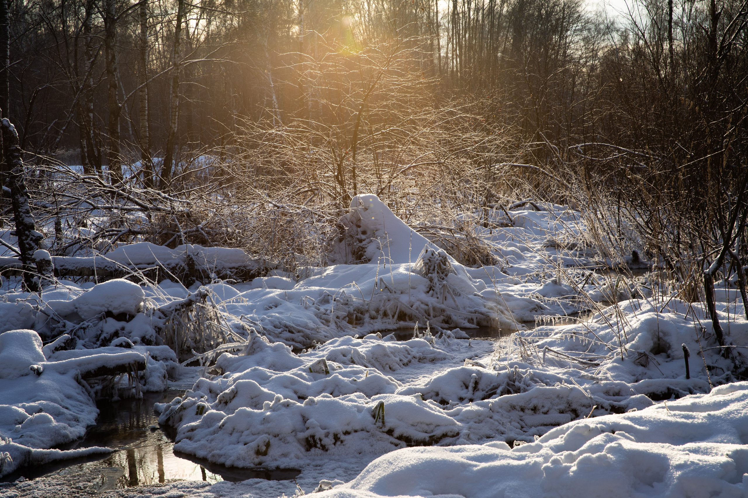 Лосиный остров. Зима. Фотографии