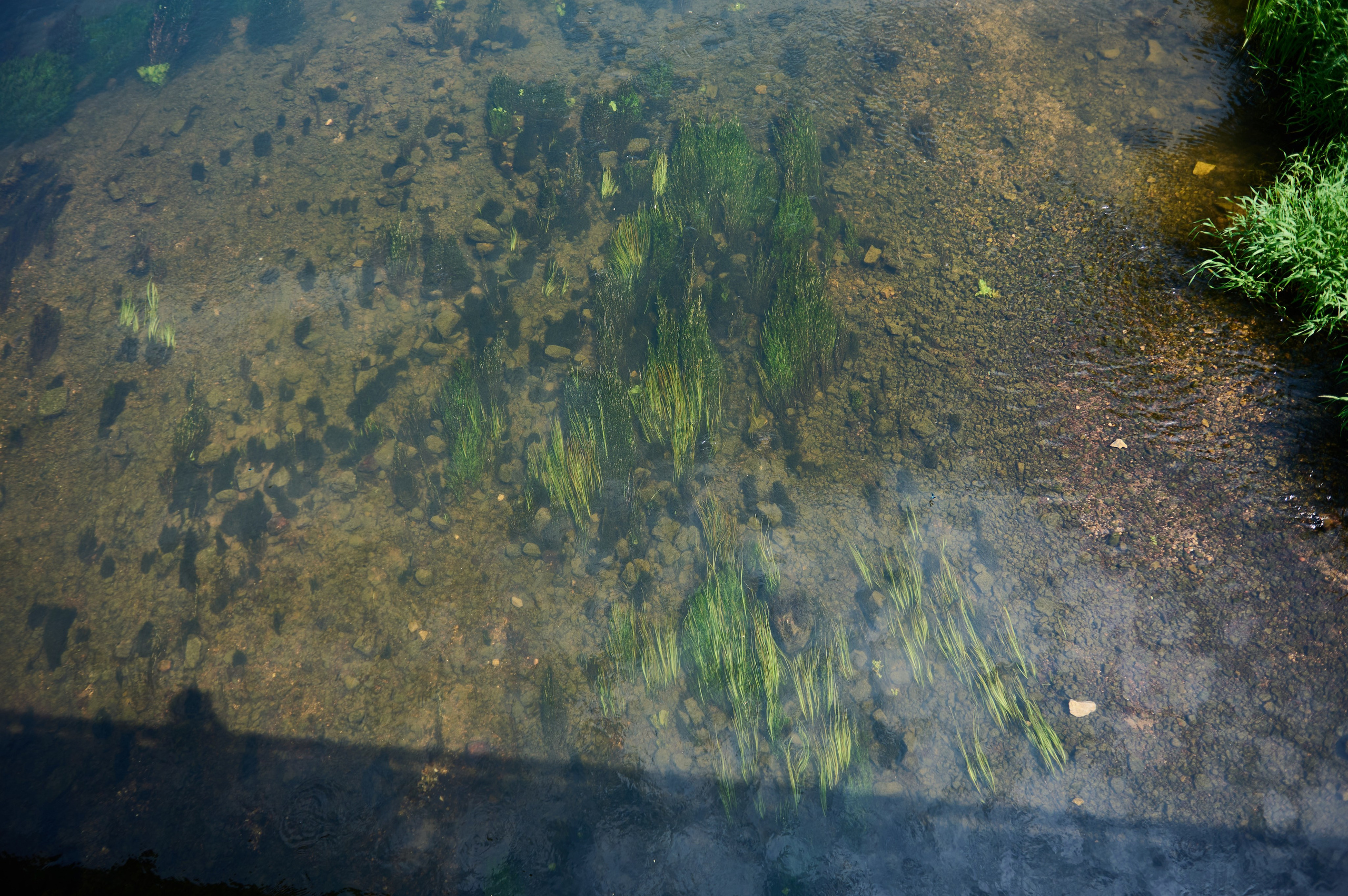 Июнь р. Протва. Главная