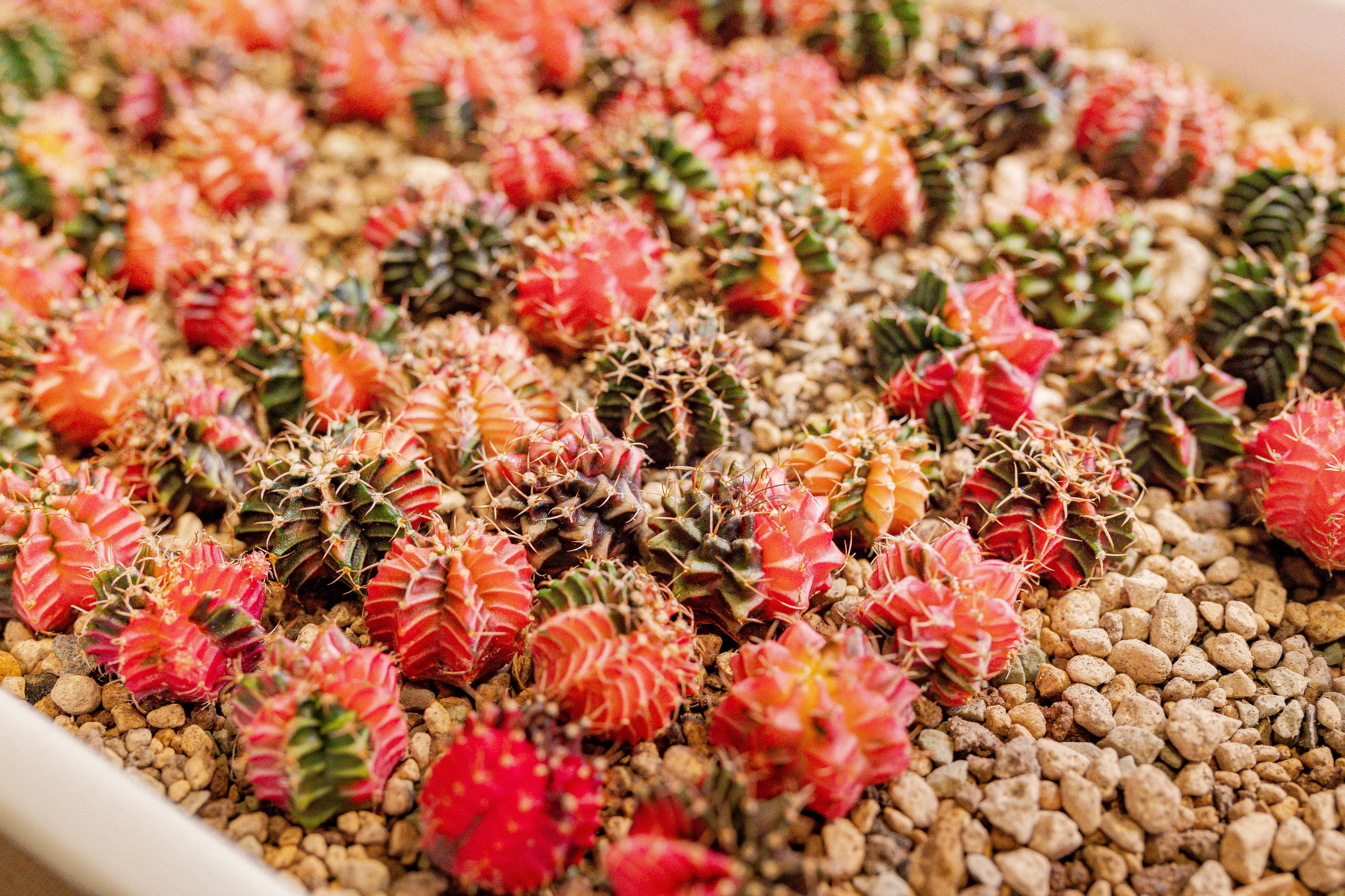 Growbox 1–2 марта. Александра Куликова фотограф, Москва