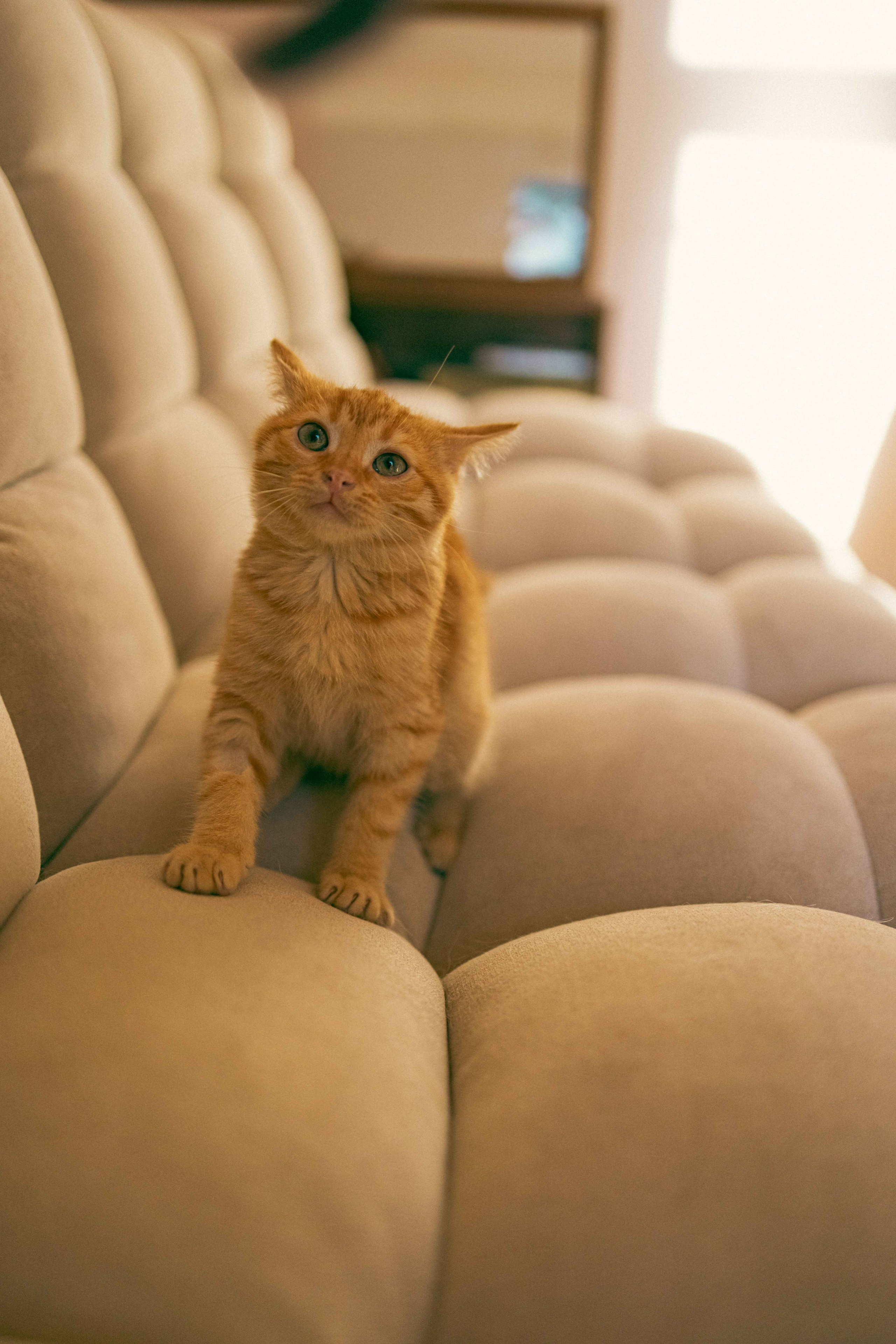 Кускус. Фотограф-анималист в Москве Лера Черноног