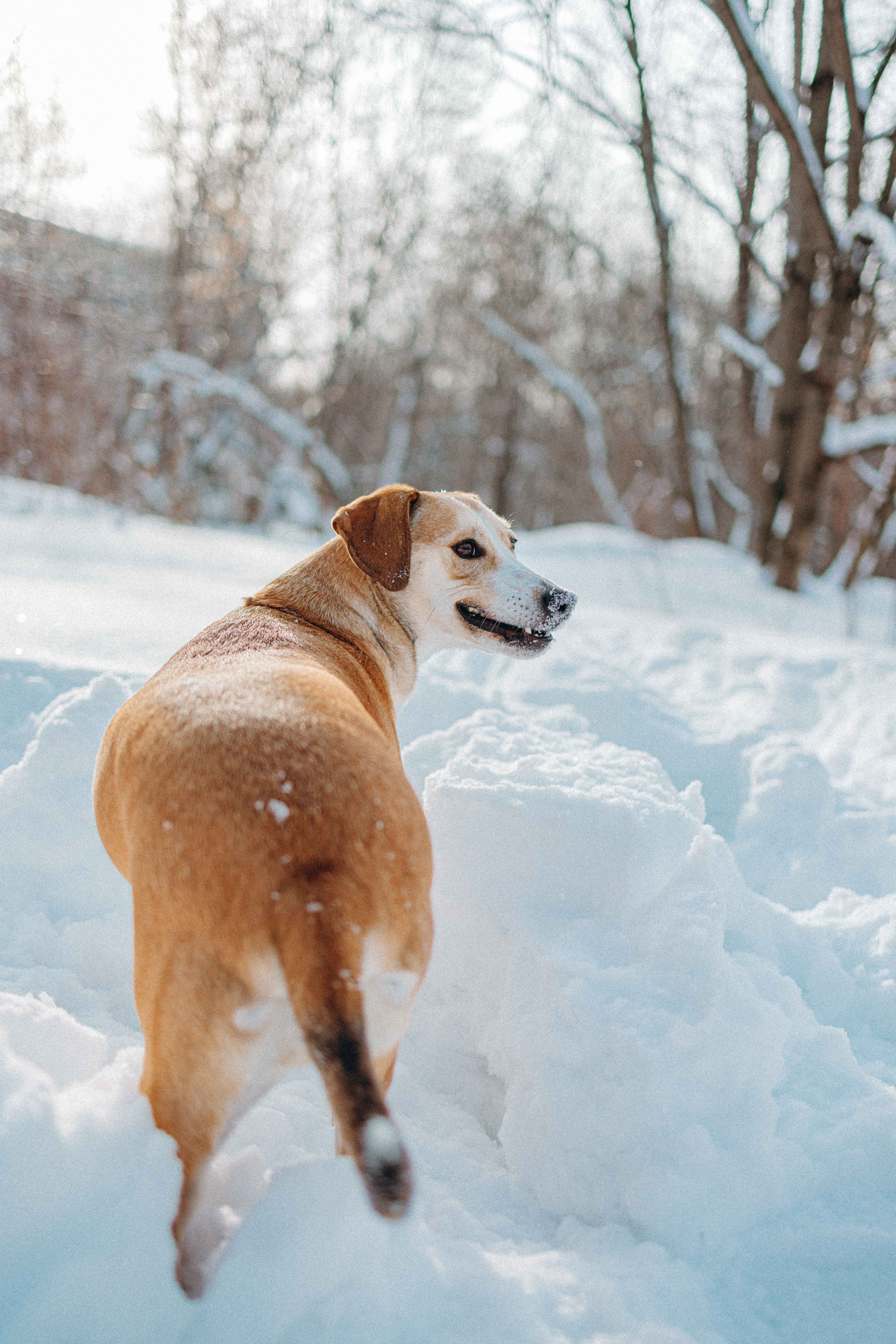 Свобода и ее семья. Фотограф-анималист в Москве Лера Черноног