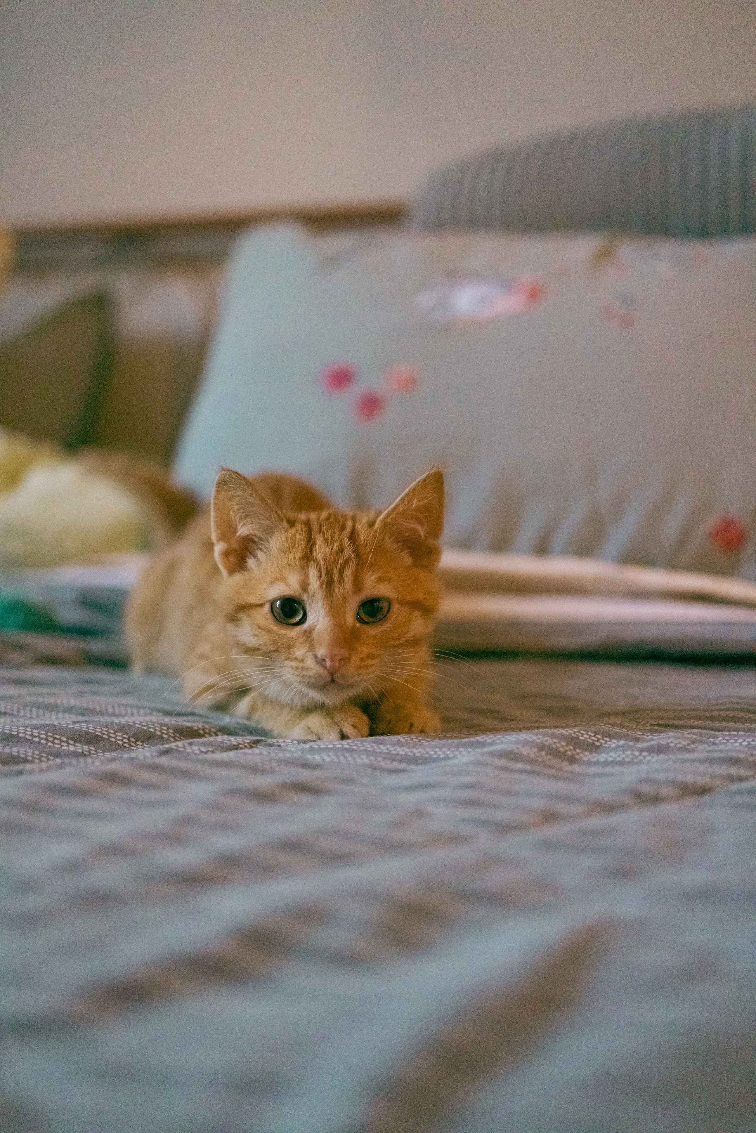 Кускус. Фотограф-анималист в Москве Лера Черноног