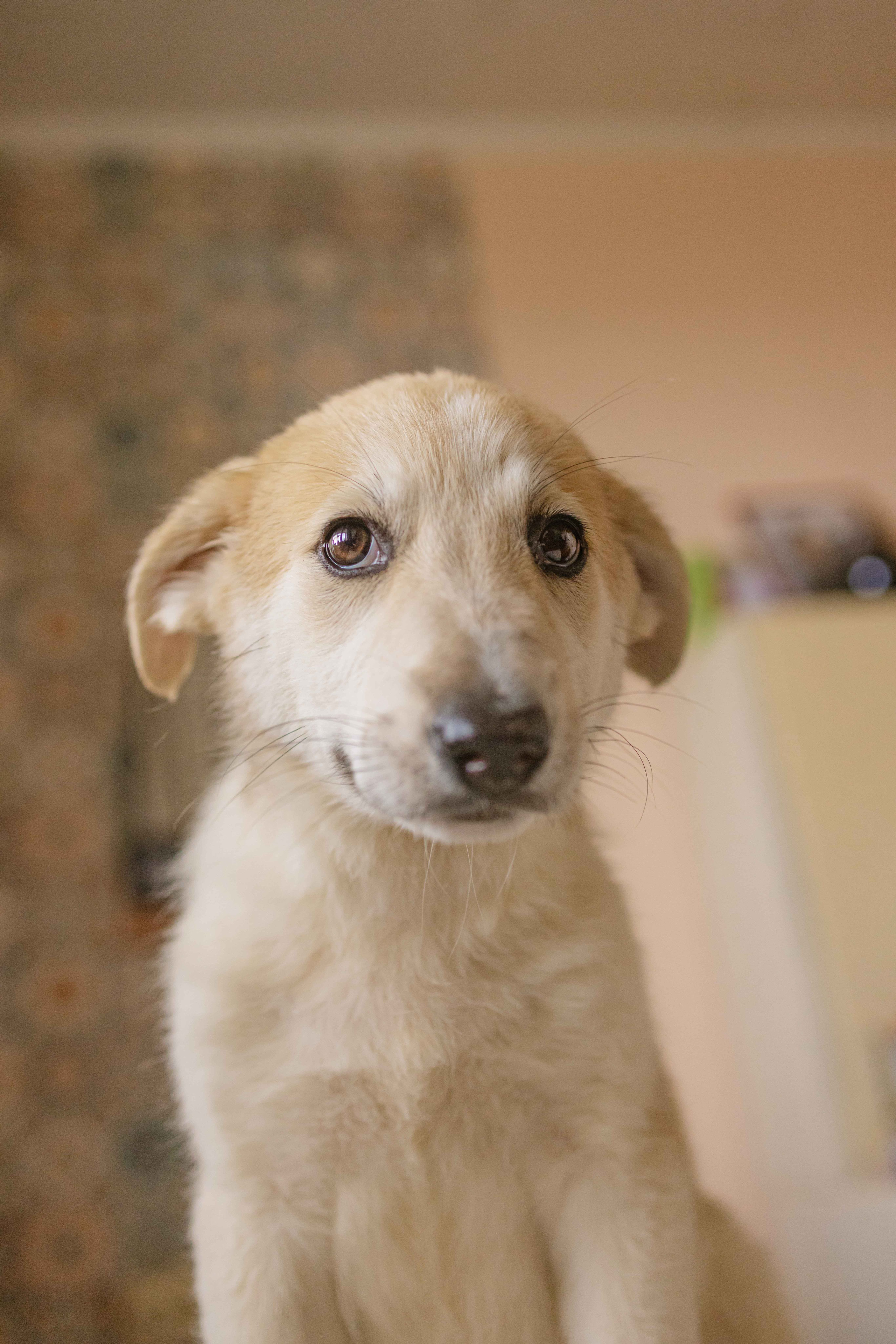 Щеночки на кухне. Фотограф-анималист в Москве Лера Черноног