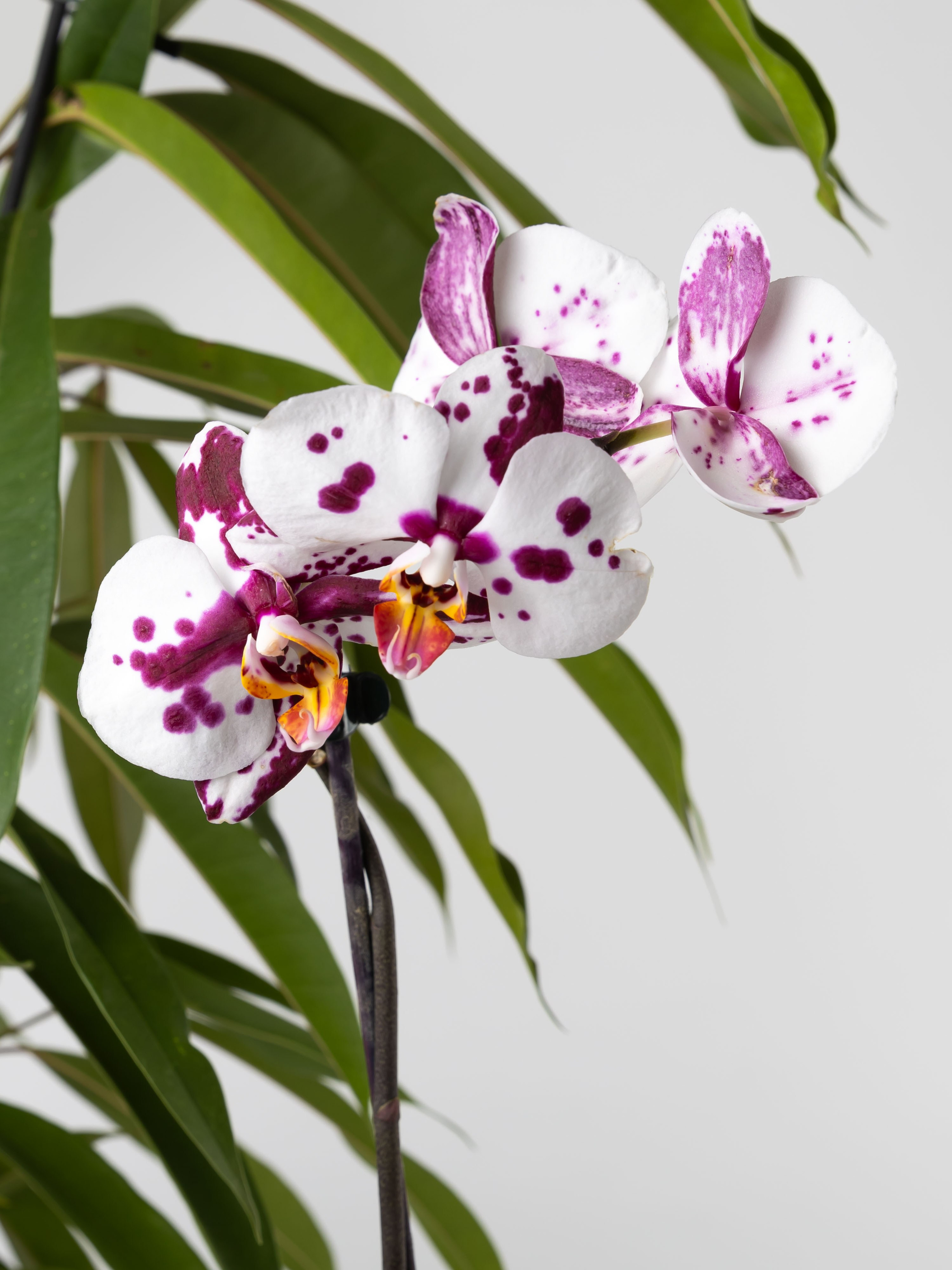 ЦВЕТЫ. ФОТОГРАФ ВИНОГРАДОВА ДАРЬЯ