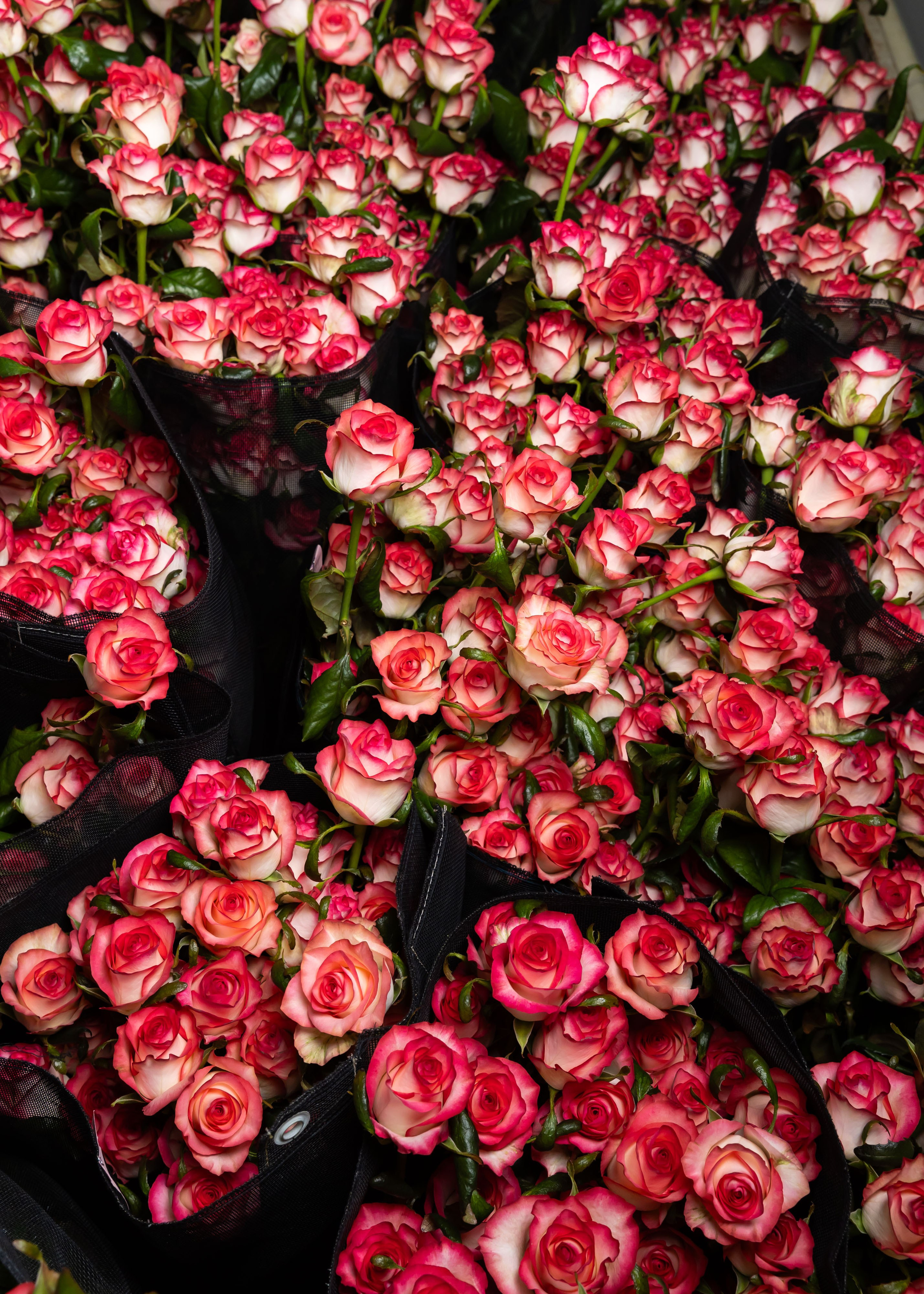 ЦВЕТЫ. ФОТОГРАФ ВИНОГРАДОВА ДАРЬЯ