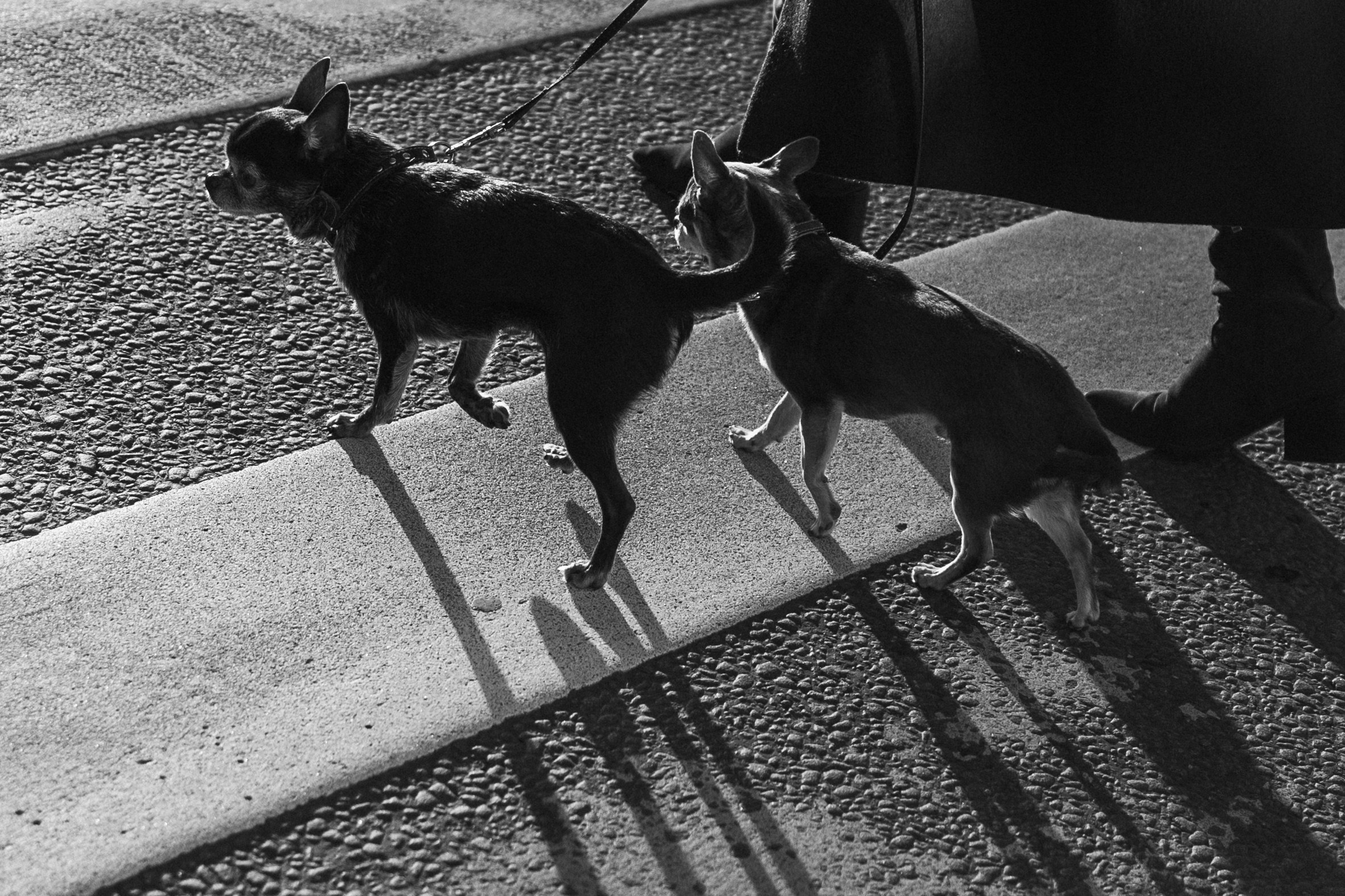 Даша и ее мальчики. Фотограф — Анималист | Санкт-Петербург