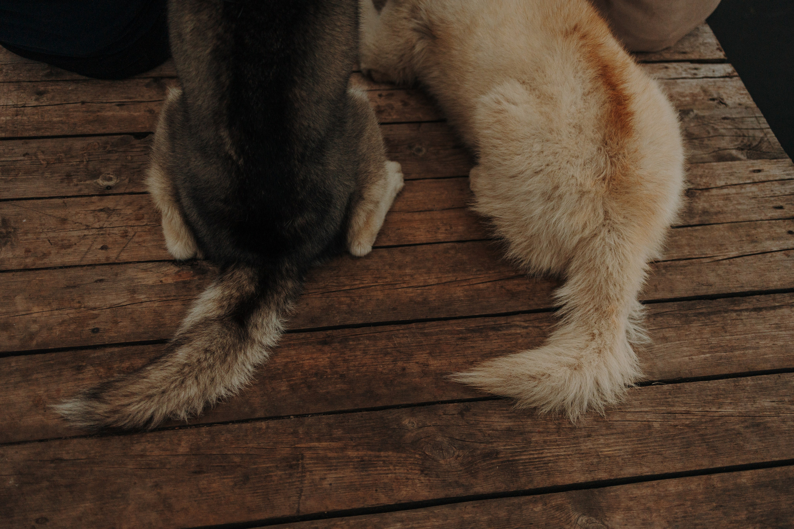 Дом у реки. Фотограф — Анималист | Санкт-Петербург