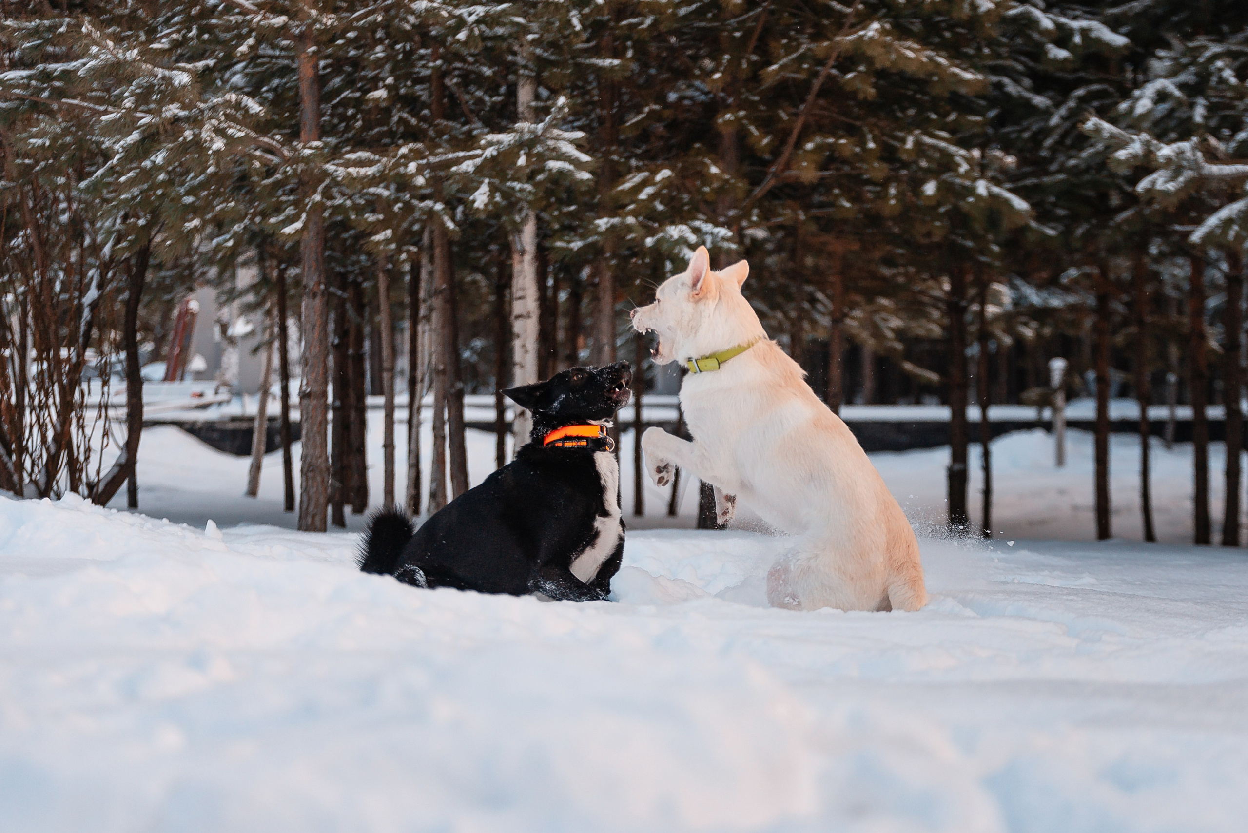 Татьяна, Михаил, Шелли и Лаки. Фотограф-анималист Анастасия Парфенова|Екатеринбург