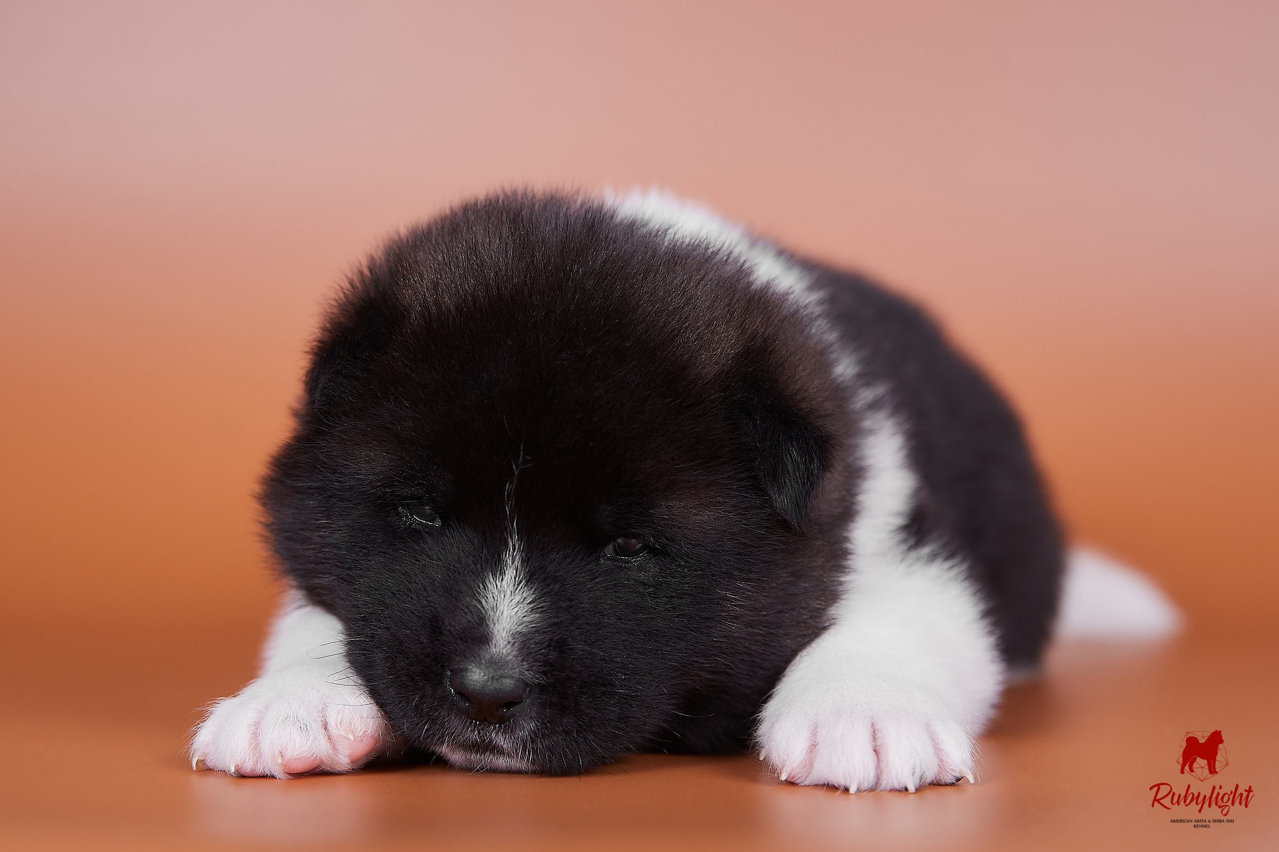 Американская акита щенки питомник Рубилайт RUBYLIGHT