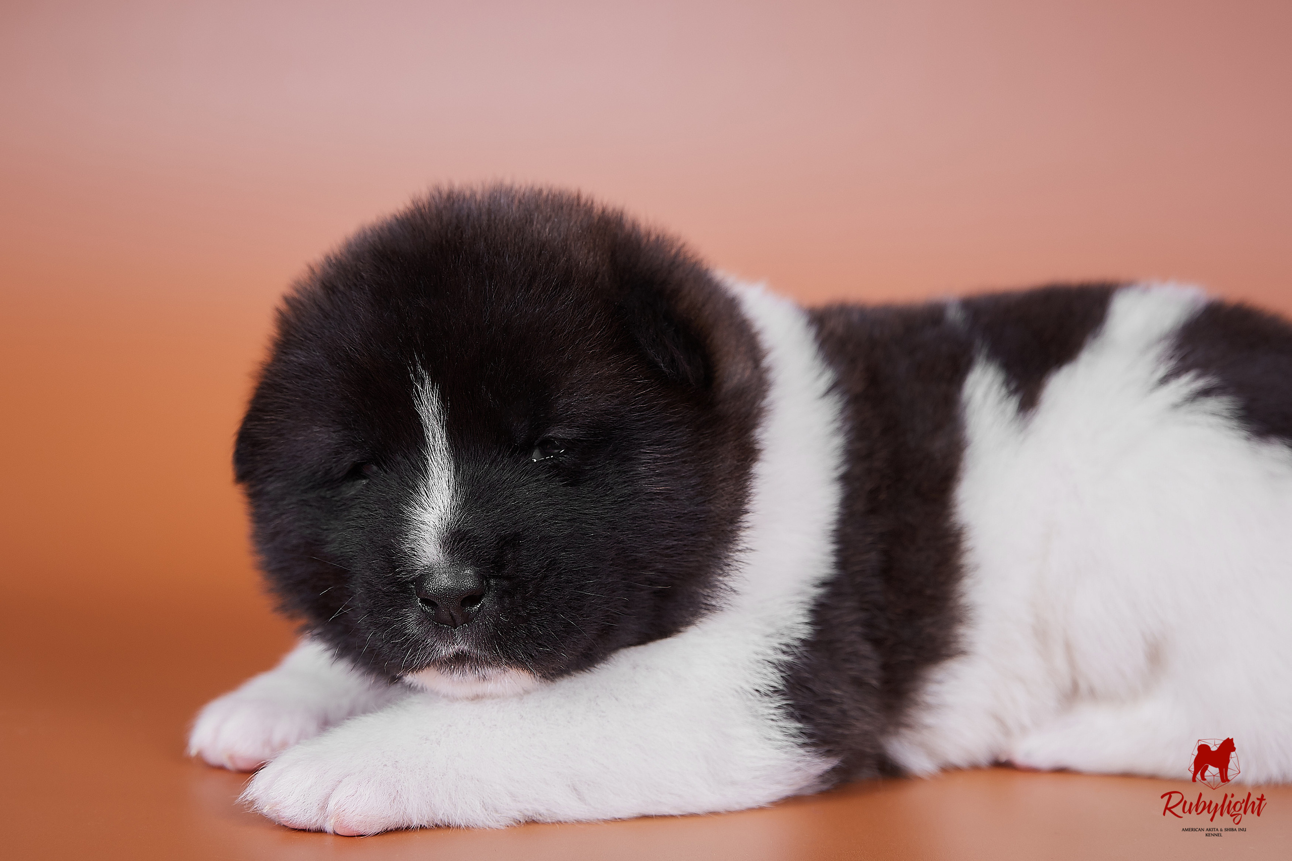 Американская акита щенки питомник Рубилайт RUBYLIGHT