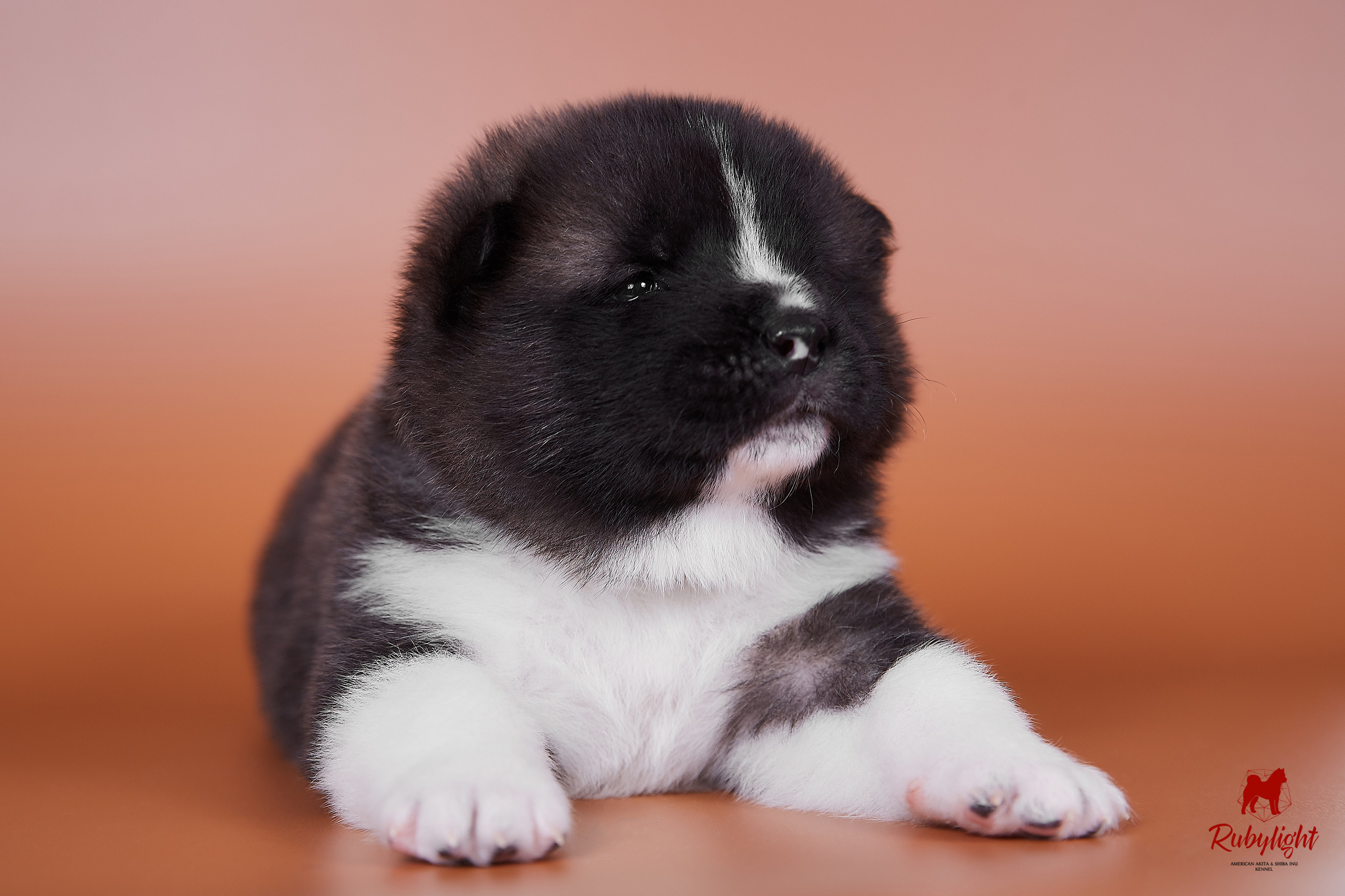 Американская акита щенки питомник Рубилайт RUBYLIGHT