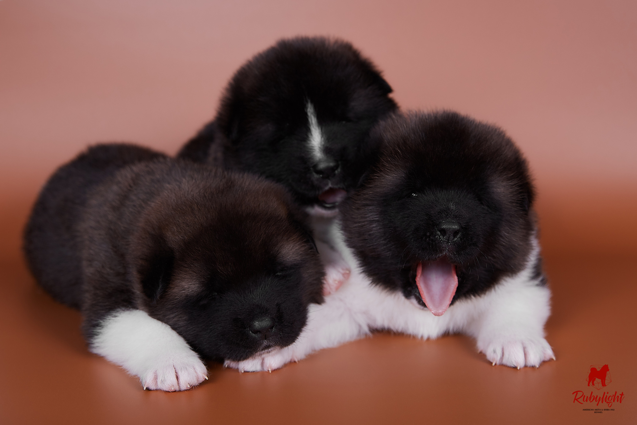 Американская акита щенки питомник Рубилайт RUBYLIGHT