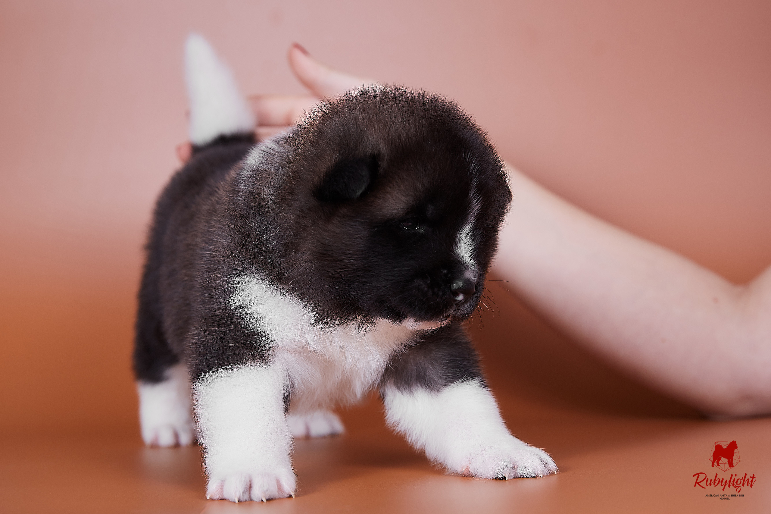 Американская акита щенки питомник Рубилайт RUBYLIGHT
