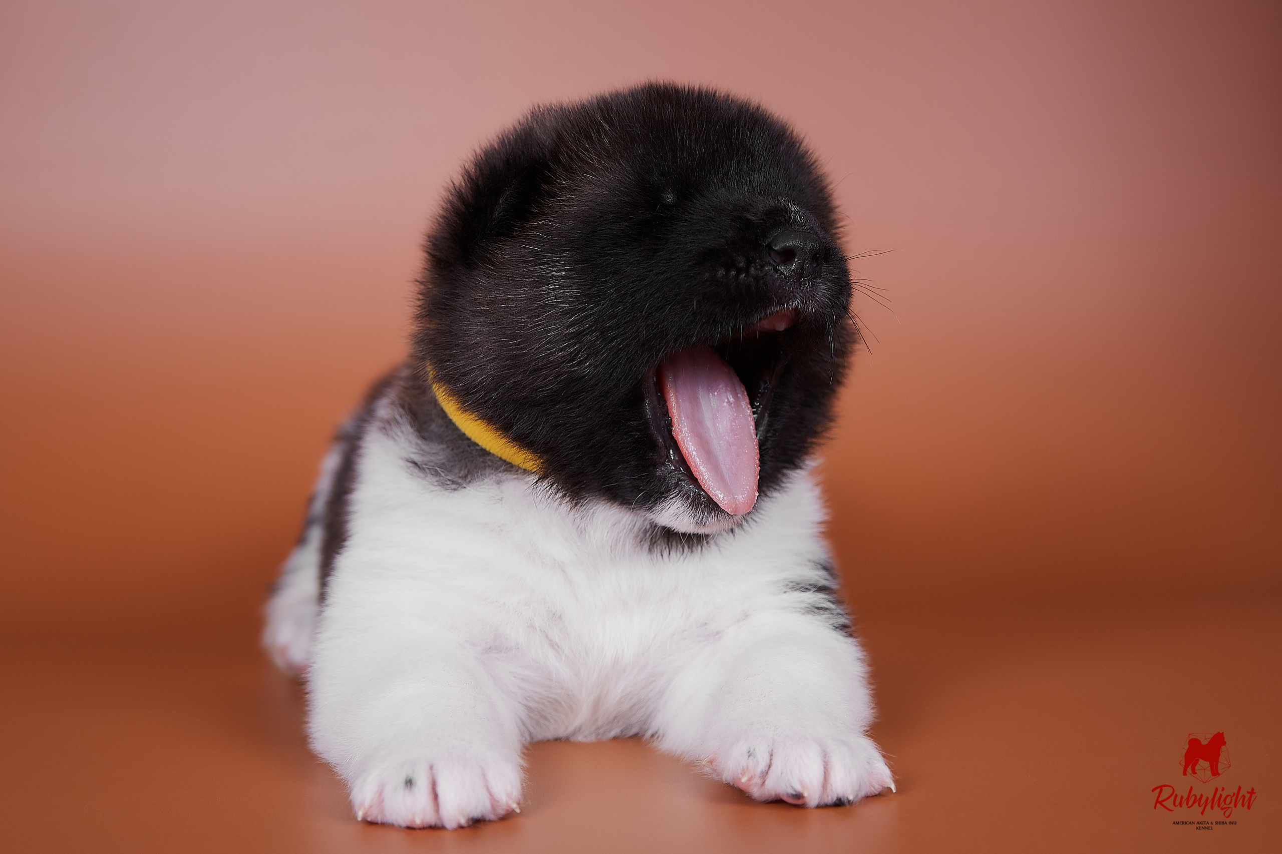 Американская акита щенки питомник Рубилайт RUBYLIGHT