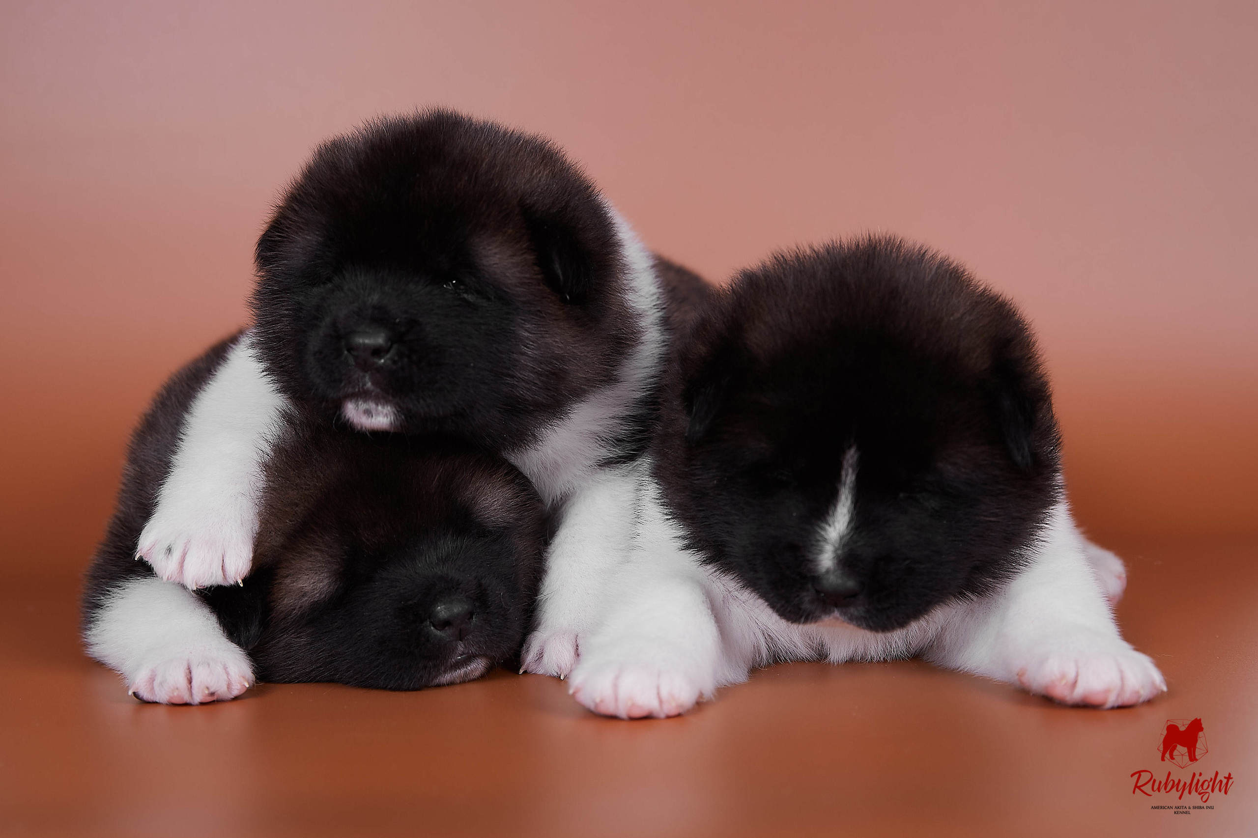 Американская акита щенки питомник Рубилайт RUBYLIGHT