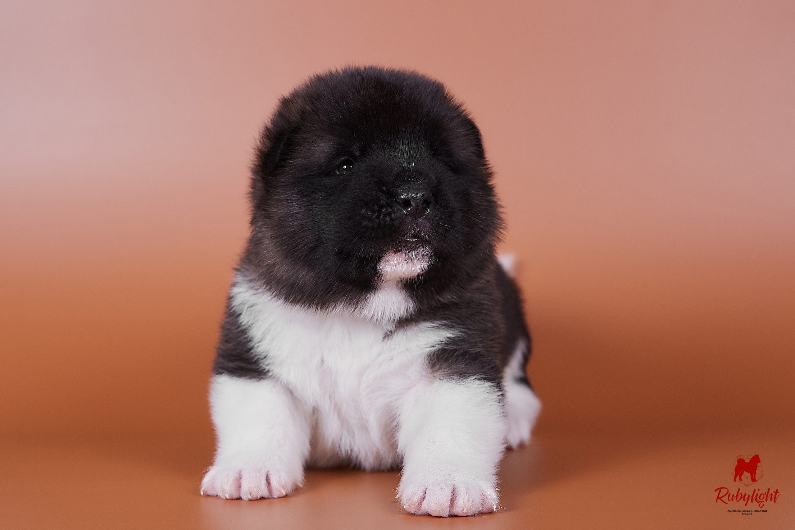 Американская акита щенки питомник Рубилайт RUBYLIGHT