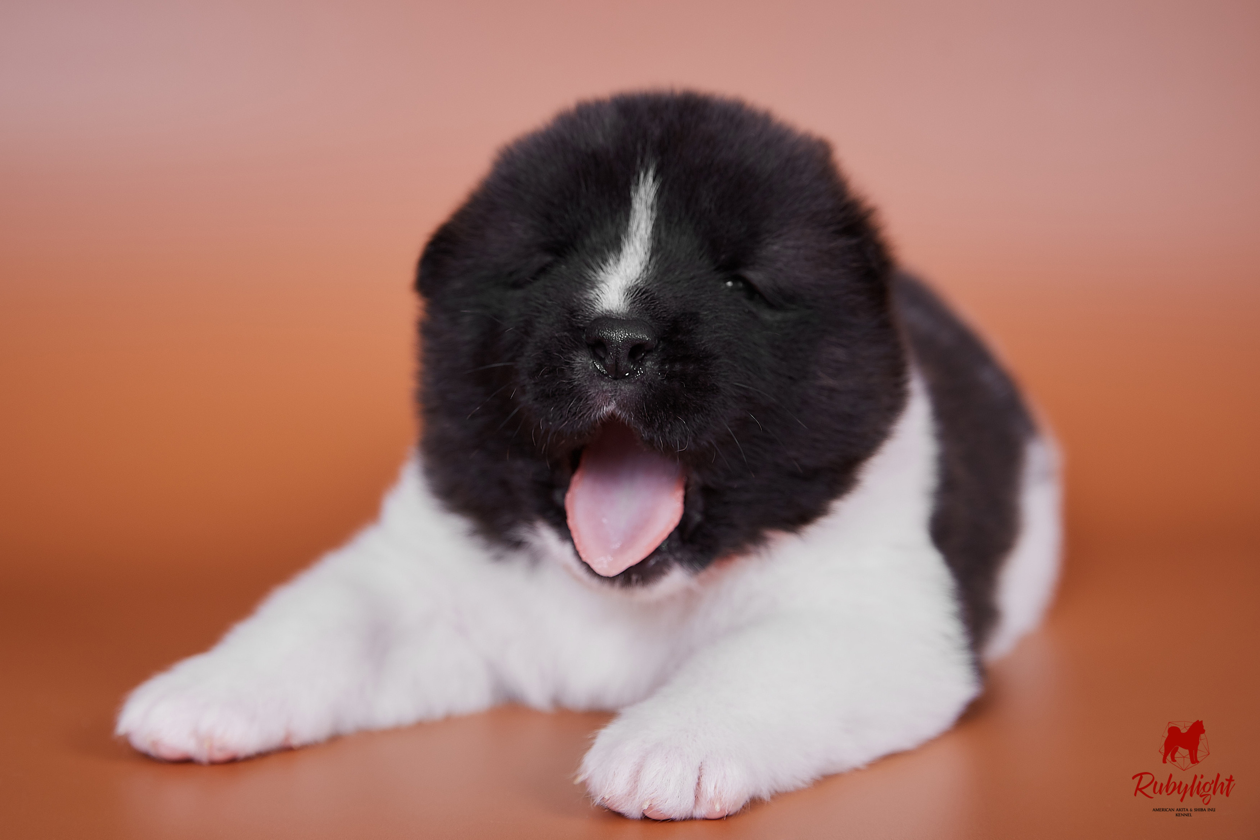 Американская акита щенки питомник Рубилайт RUBYLIGHT