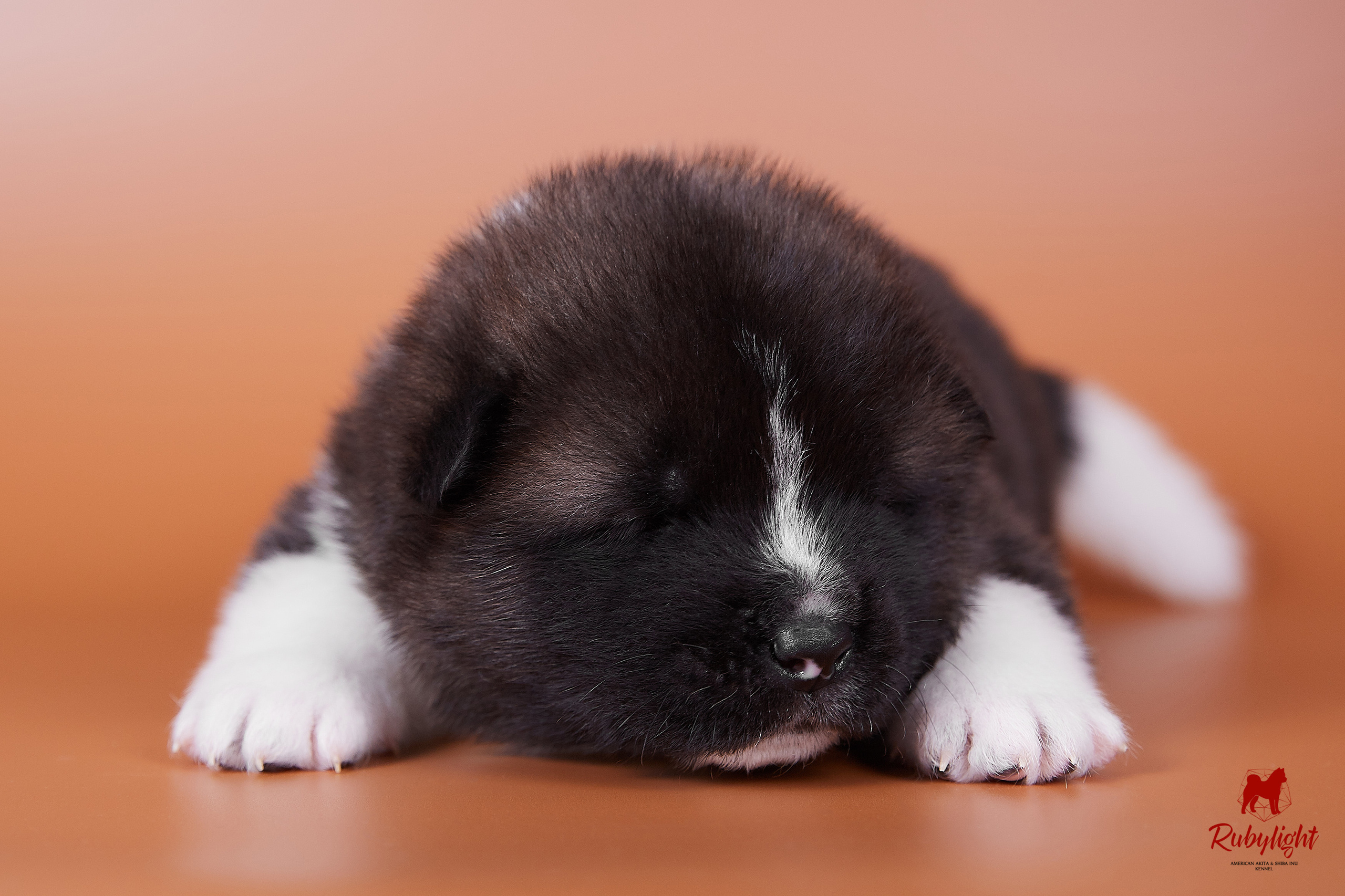 Американская акита щенки питомник Рубилайт RUBYLIGHT